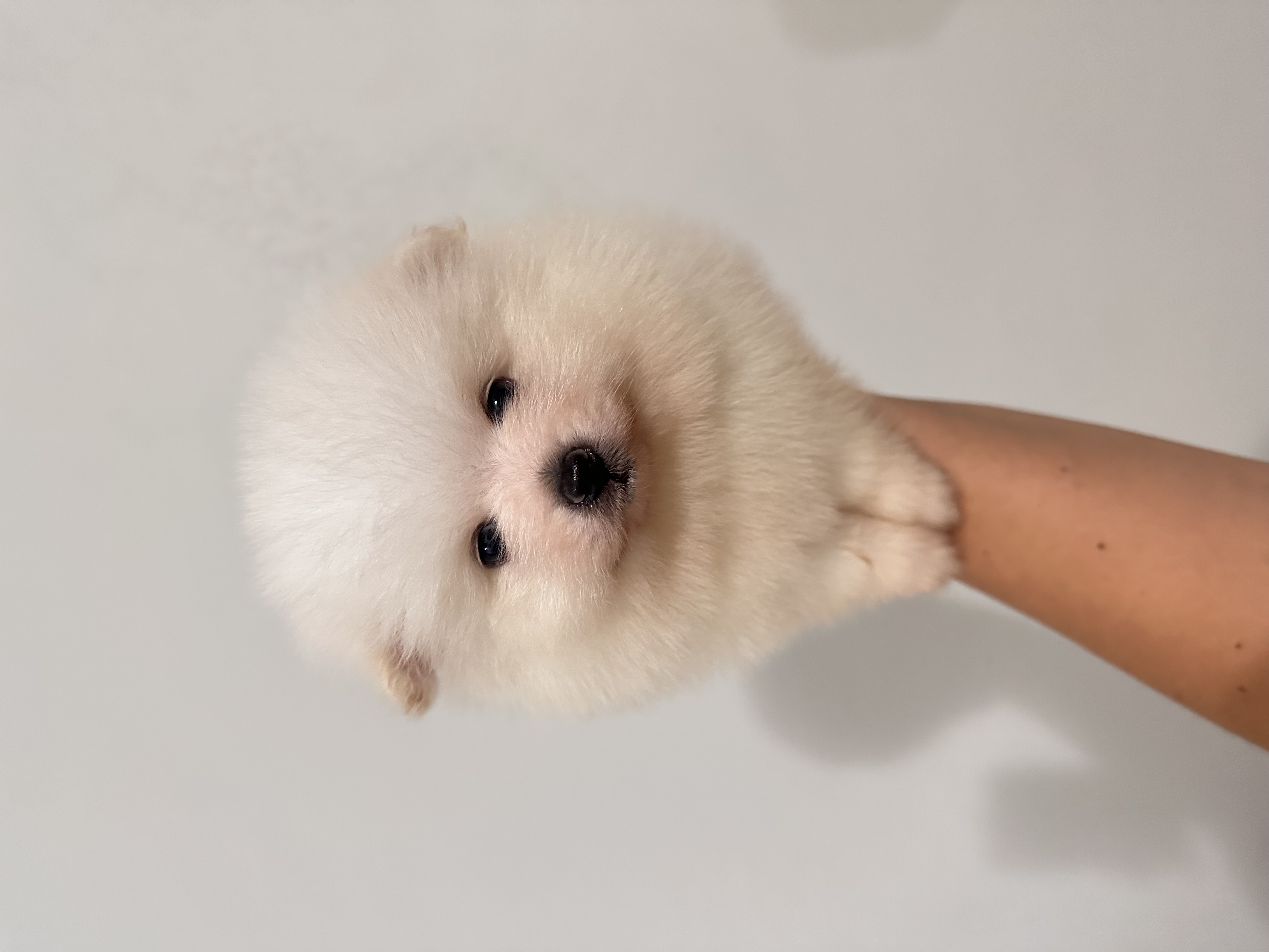 Spitz alemão anao (Lulu da pomerania) - Foto 2