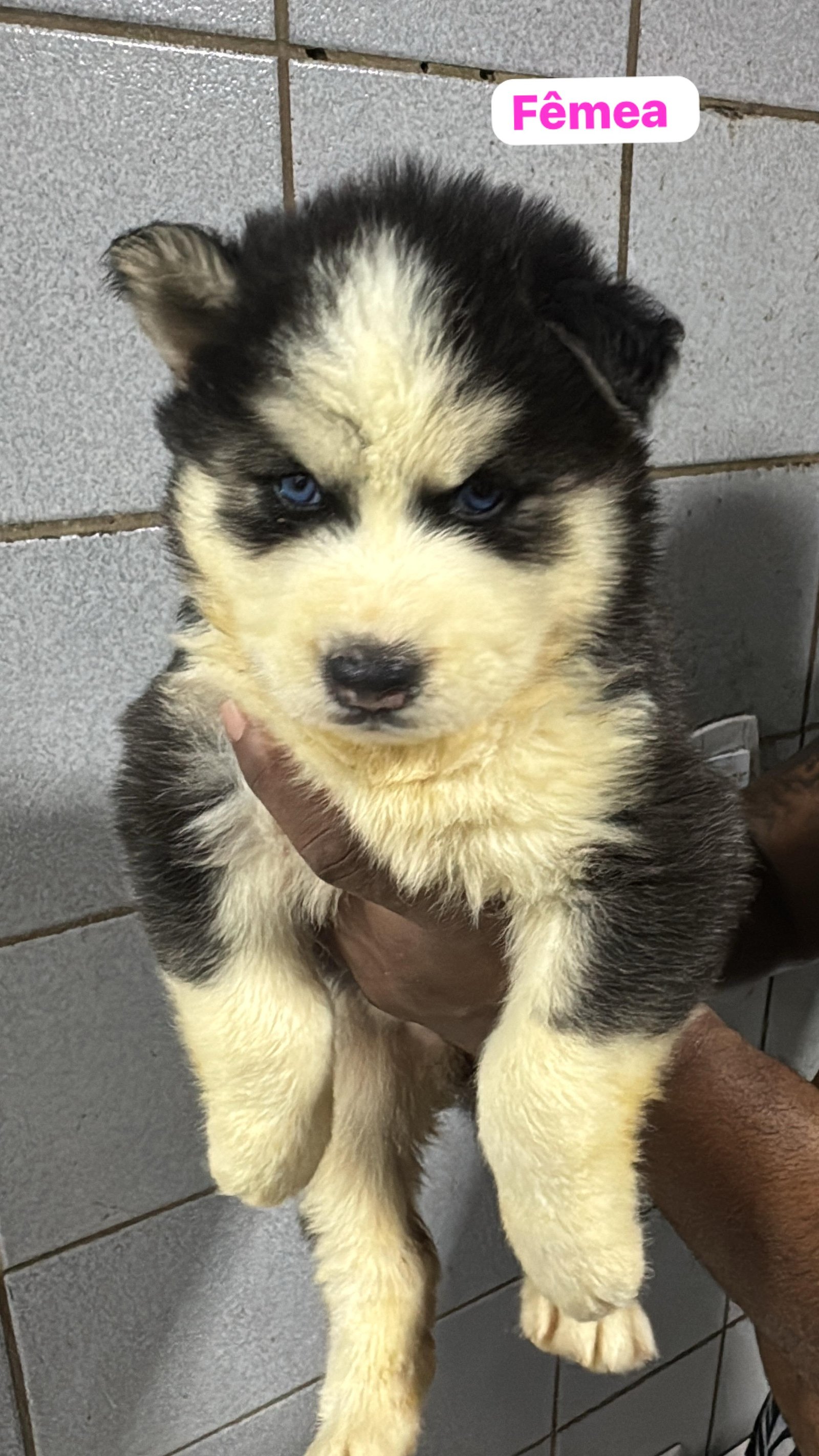 Filhotes de husky siberiano legítimos  - Foto 2