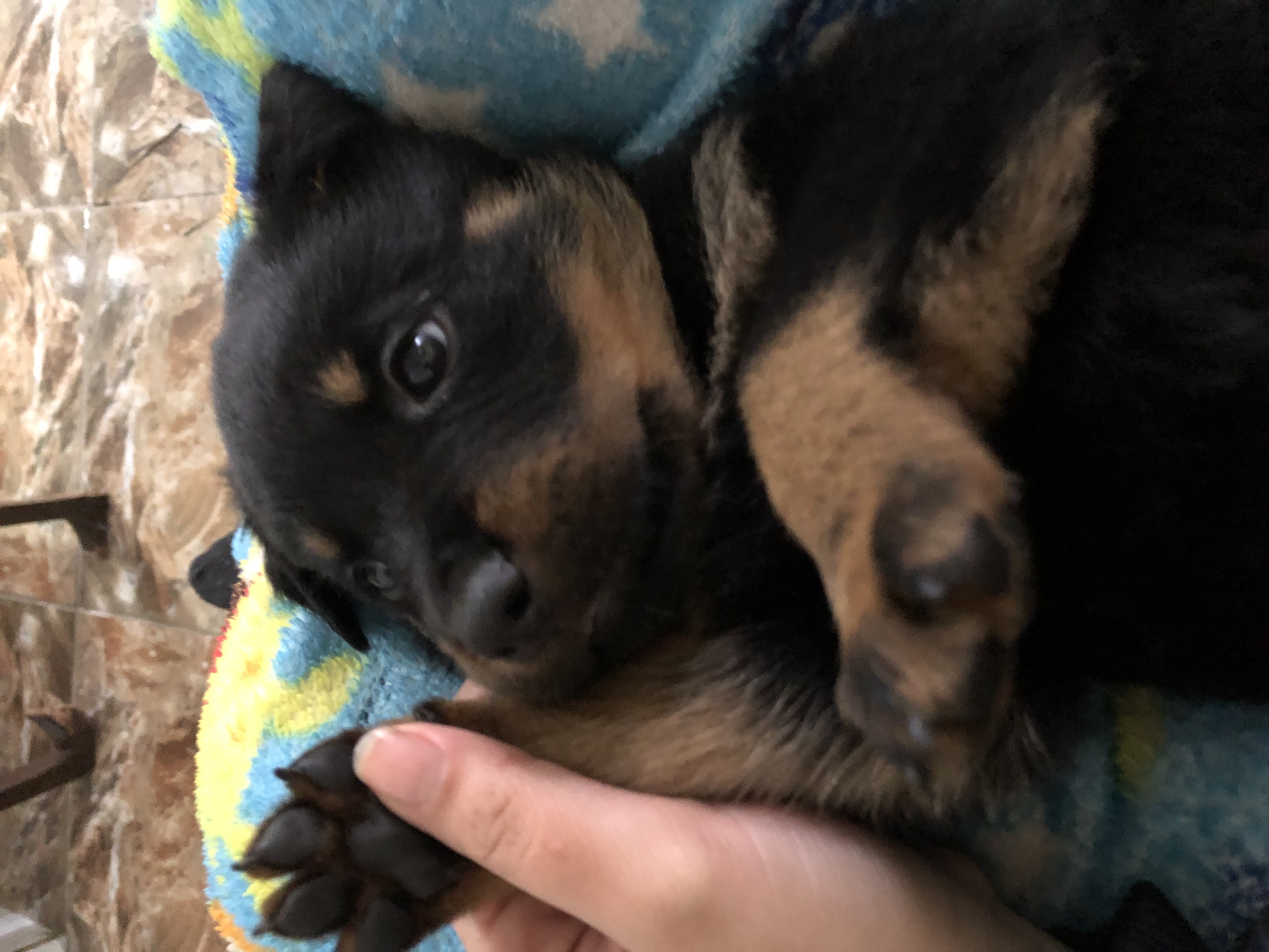 Portal Vendocão Rottweiler a venda Guarulhos 