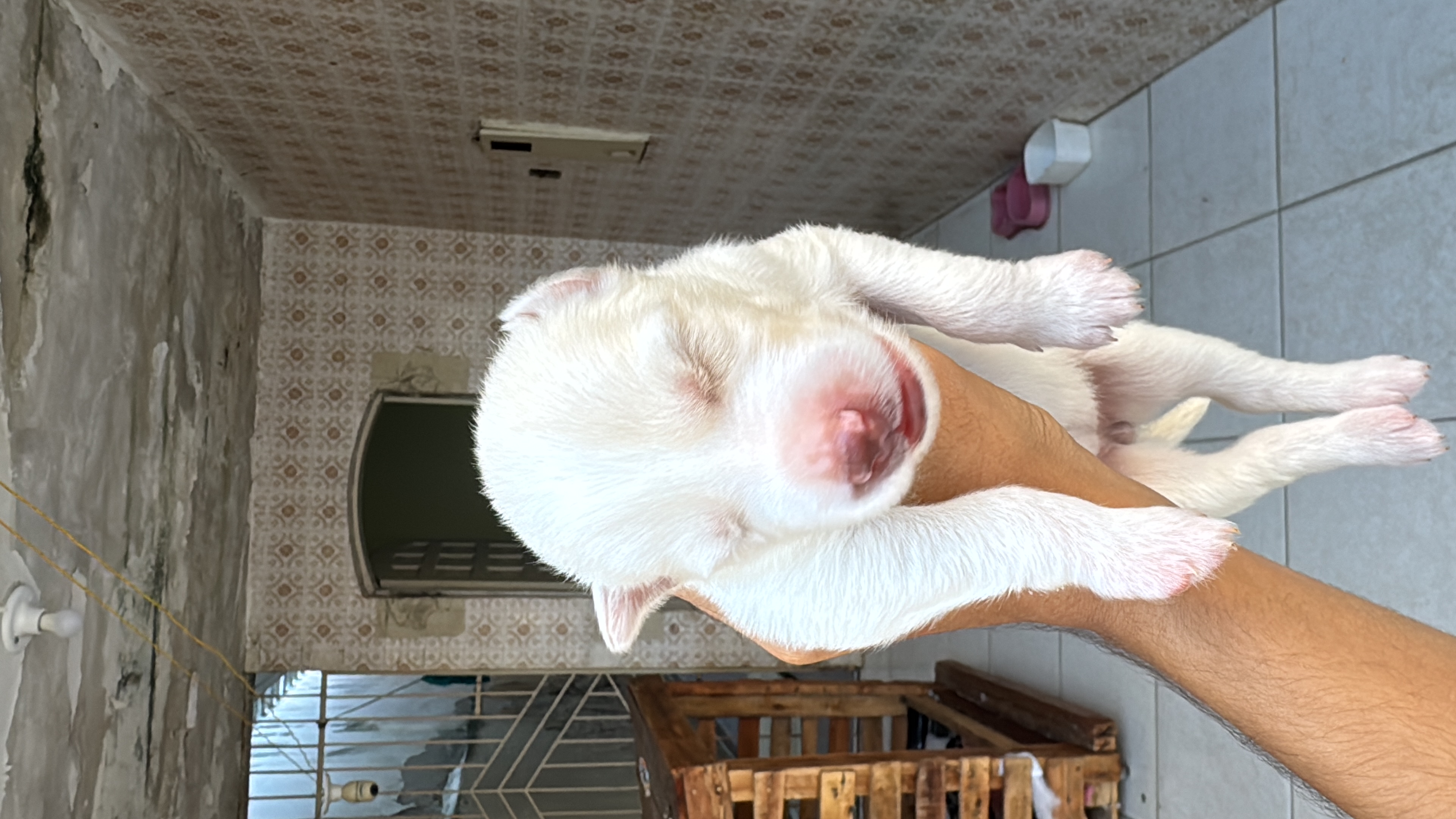 Portal Vendocão Husky siberiano Holly Itabaiana