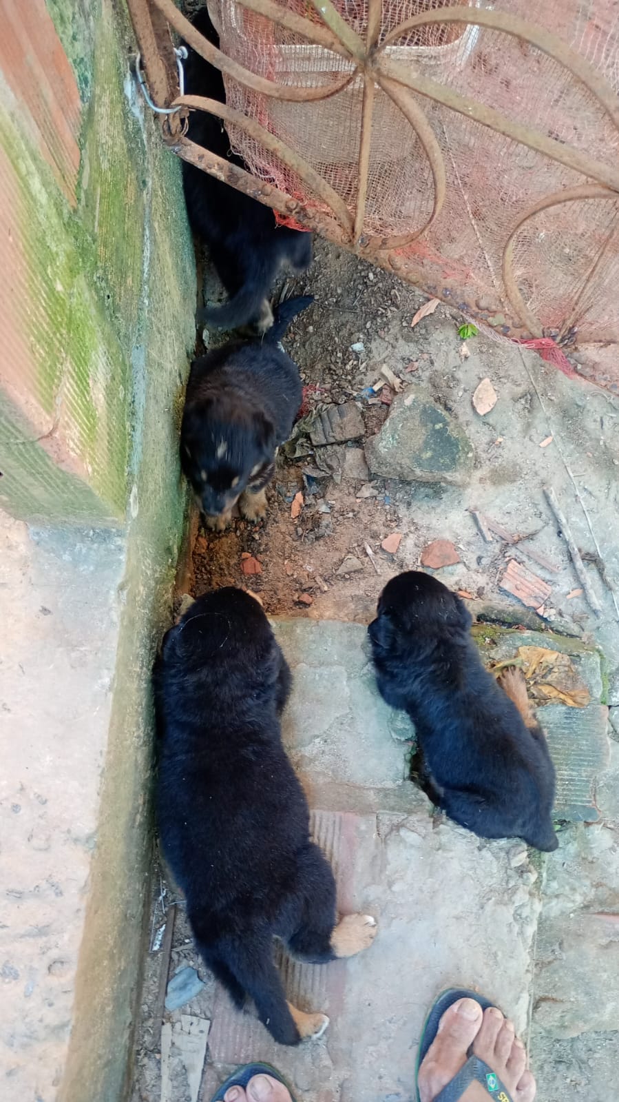 Portal Vendocão Filhote de Rottweiler 