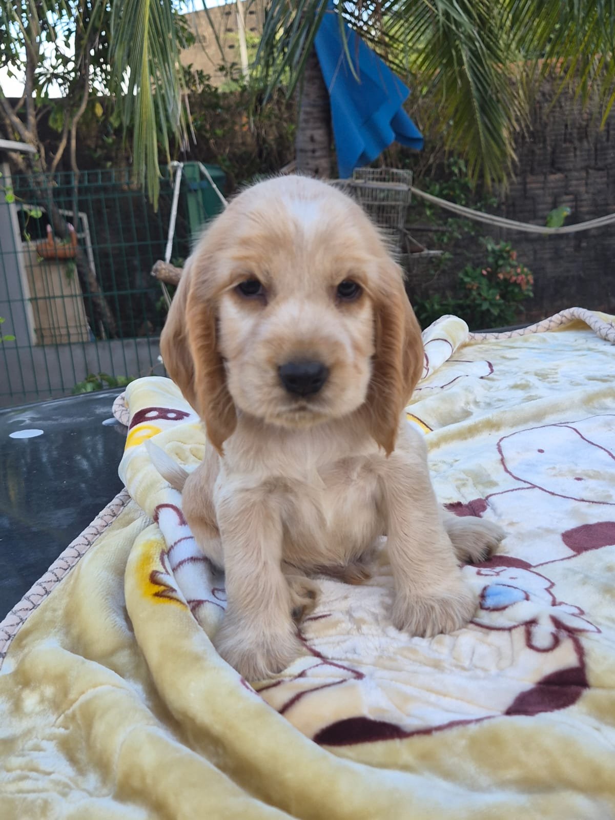 Cocker Spaniel Inglês - Foto 3