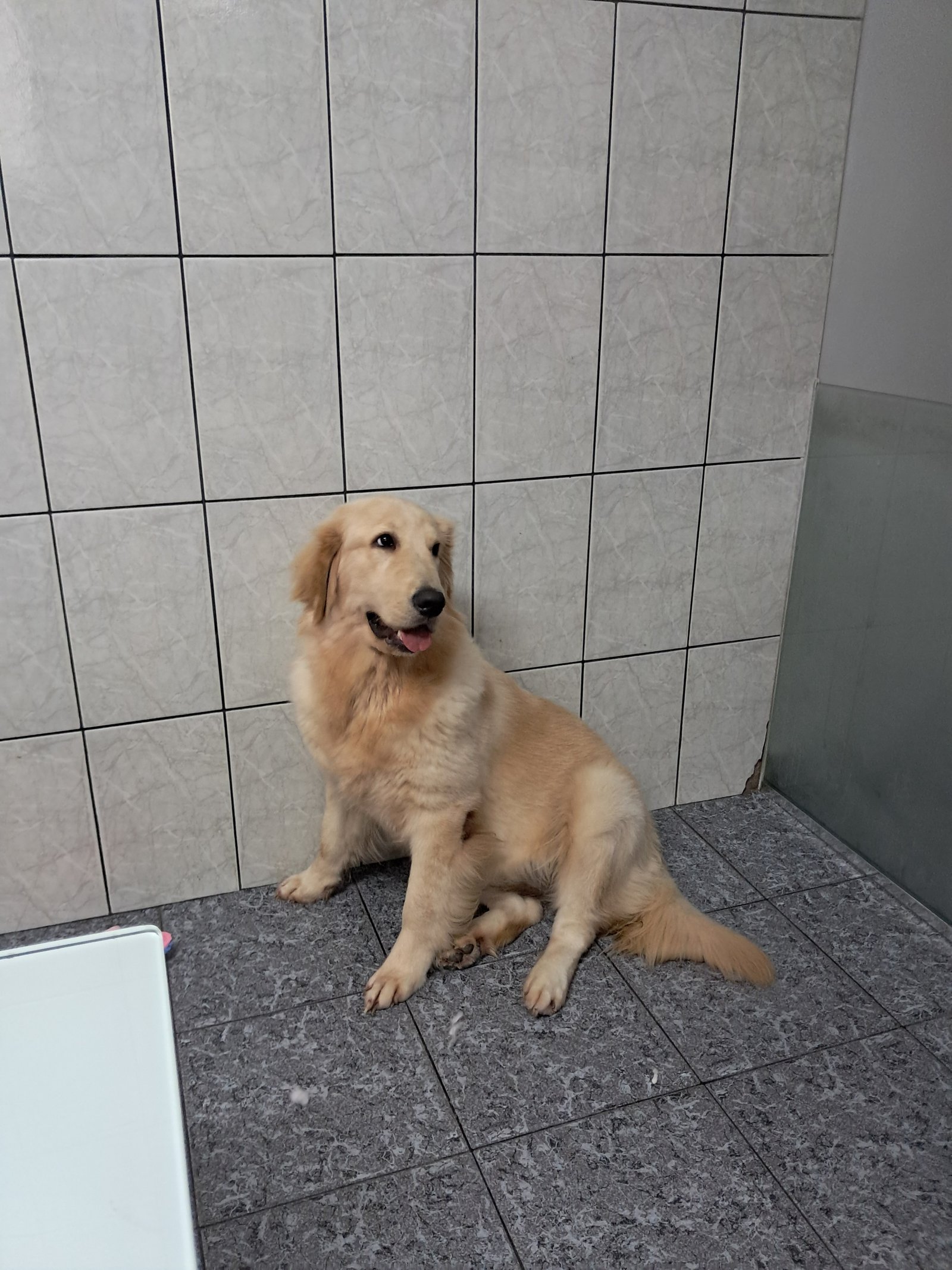 Golden Retriever filhote - Foto 1