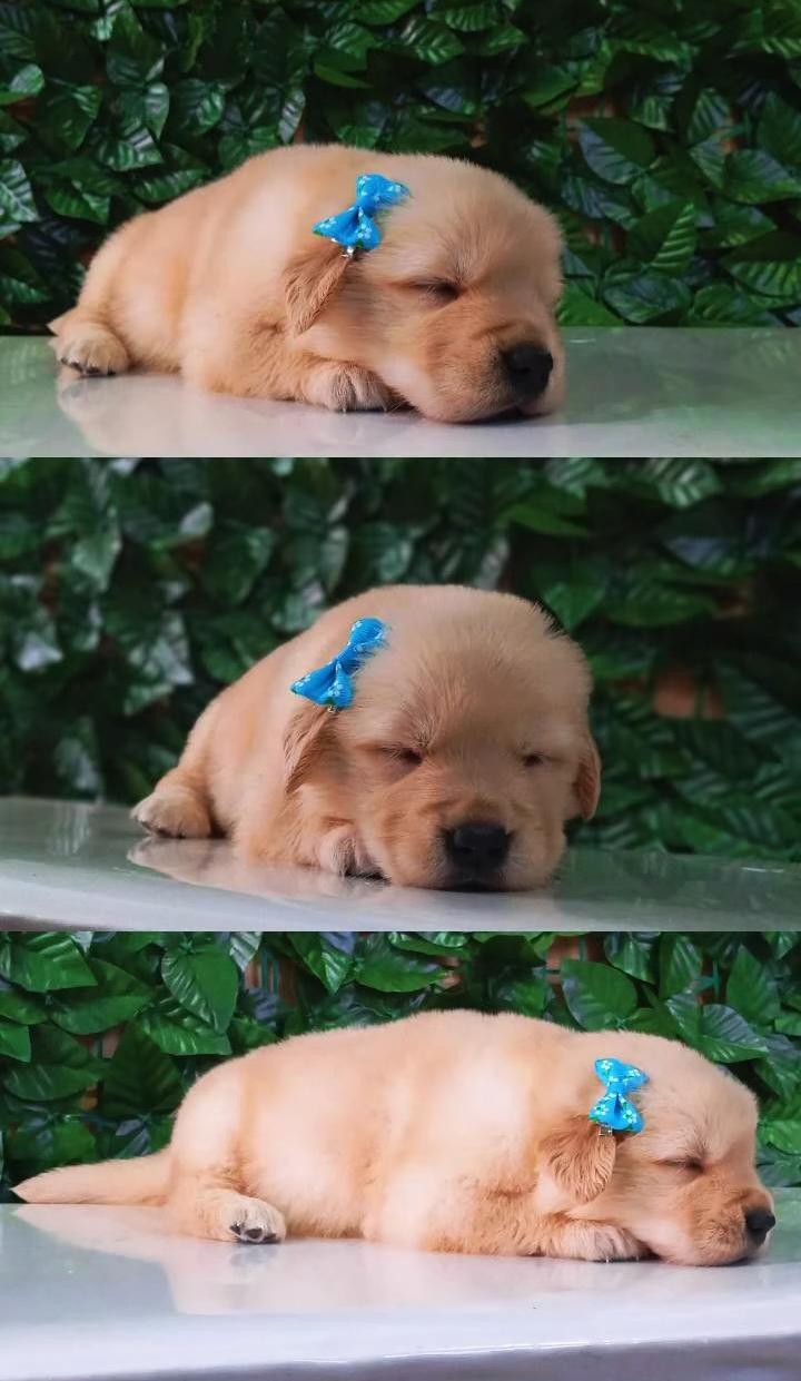 Última fêmea de Golden Retriever 