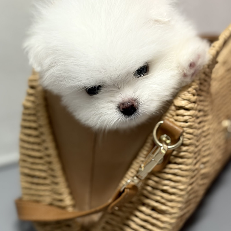 Vendo Lulu da pomerania teddy bear branco - Foto 4