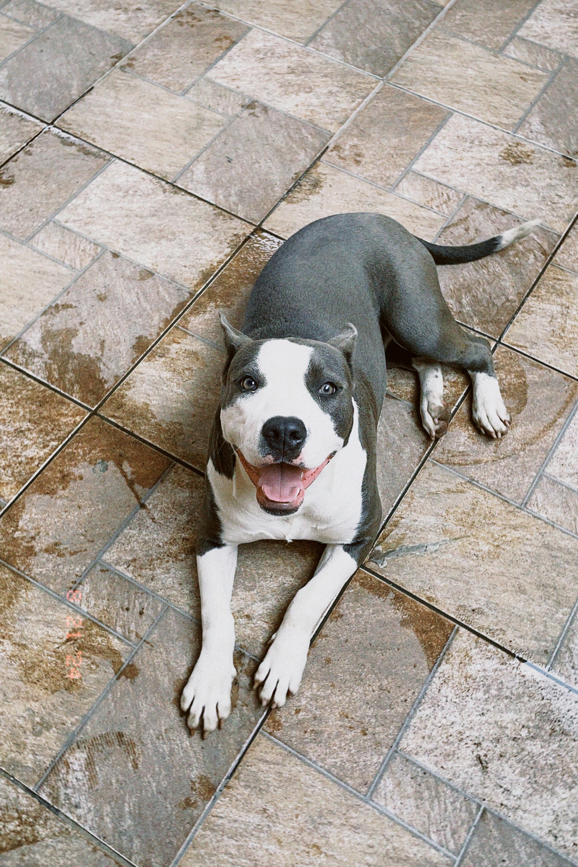 Portal Vendocão Vendo pitbull fêmea  São Gonçalo