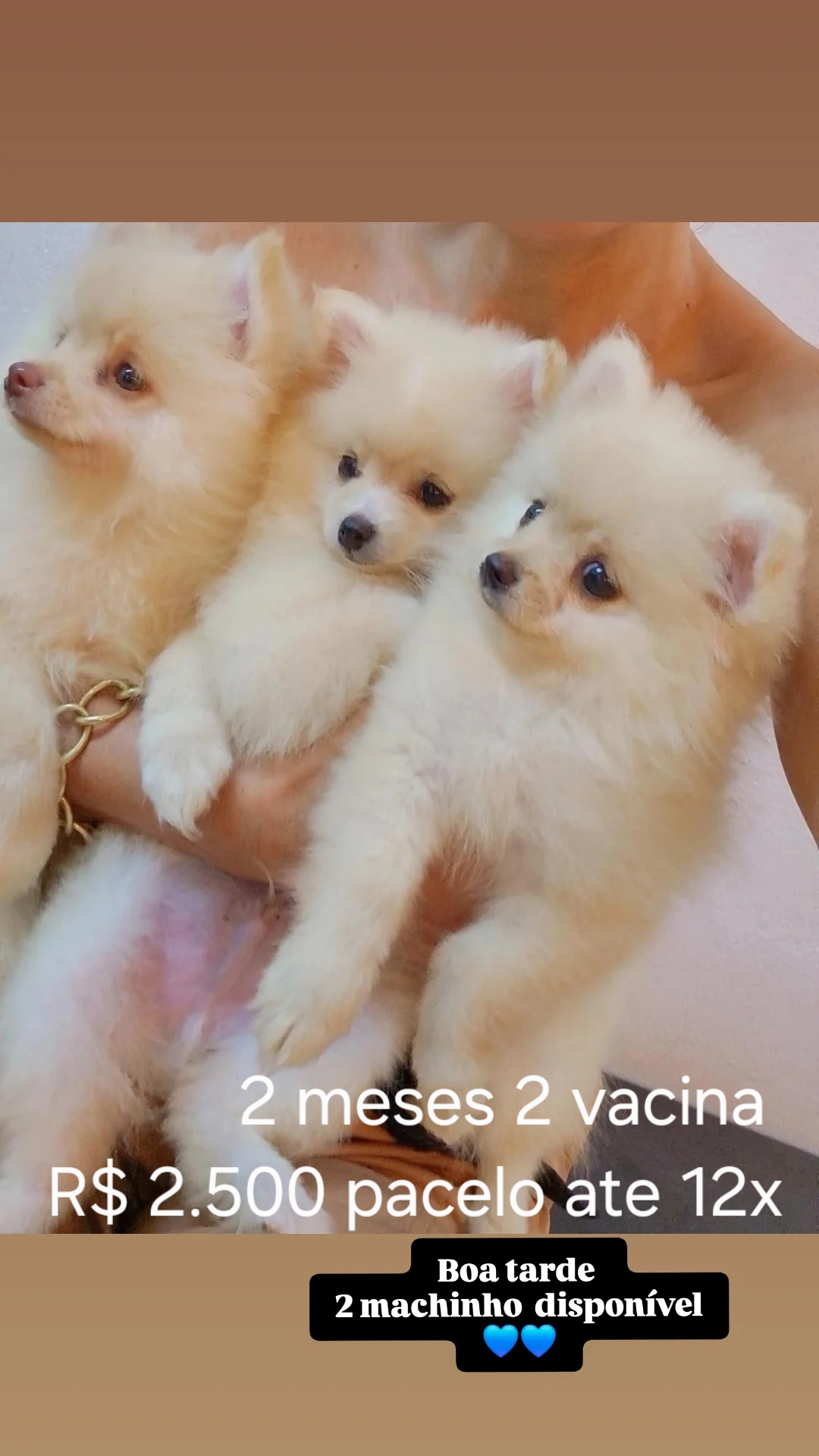 Spitz Alemão pequeno anão parcelo 12 xÿ
