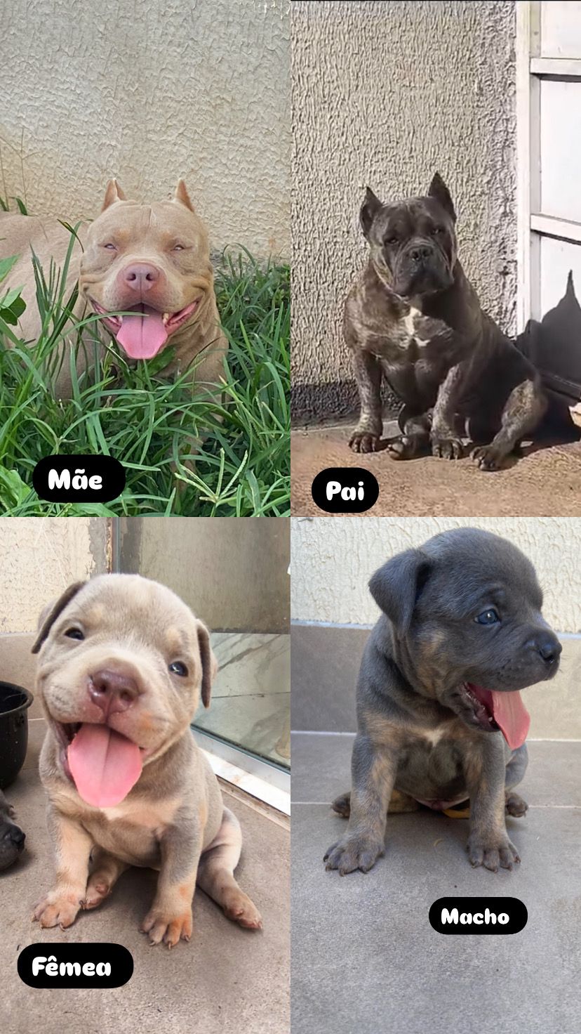 Portal Vendocão Venda de Filhotes American Bully standart  Goiânia