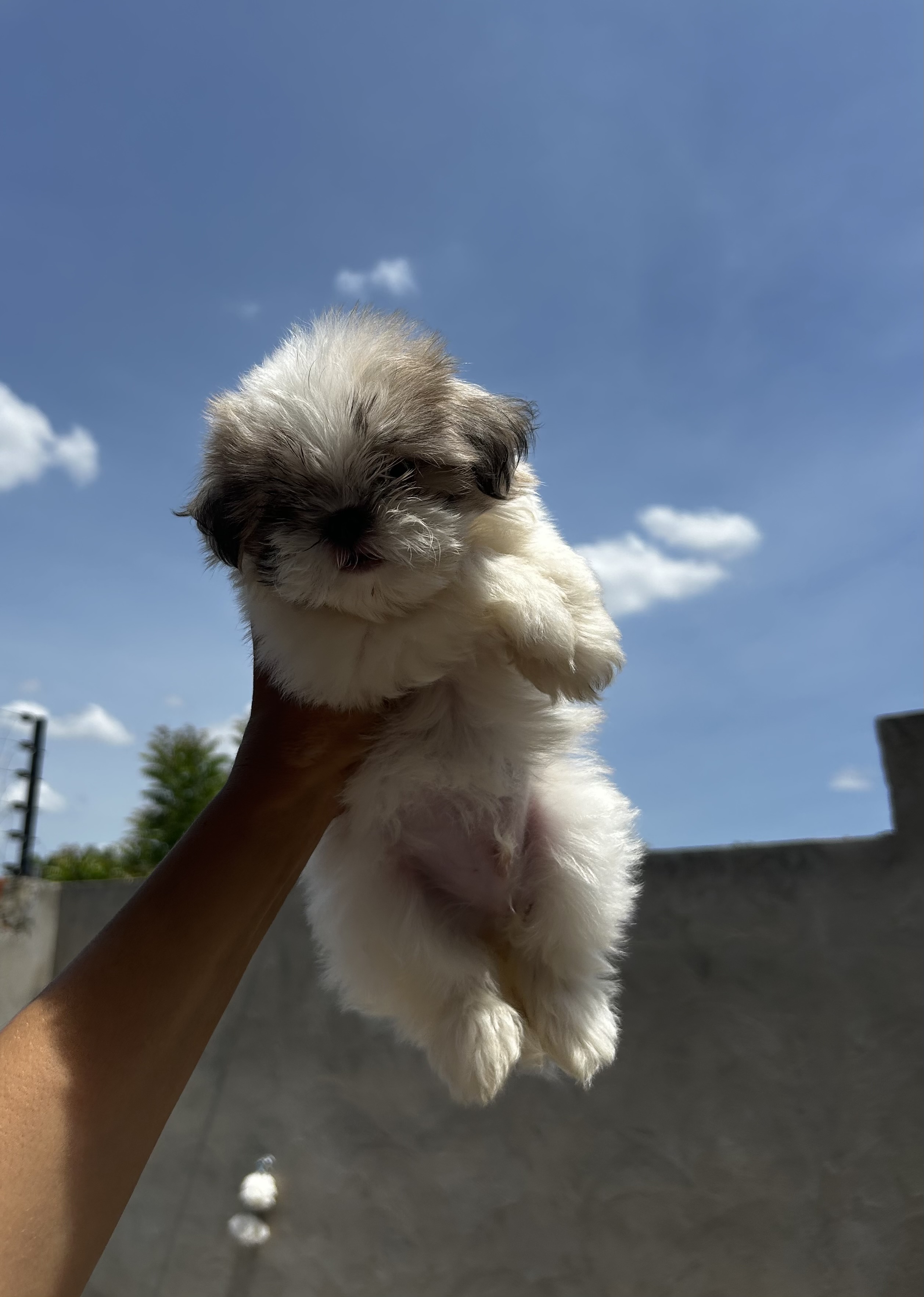 Portal Vendocão Vendo filhote  mini macho Teresina