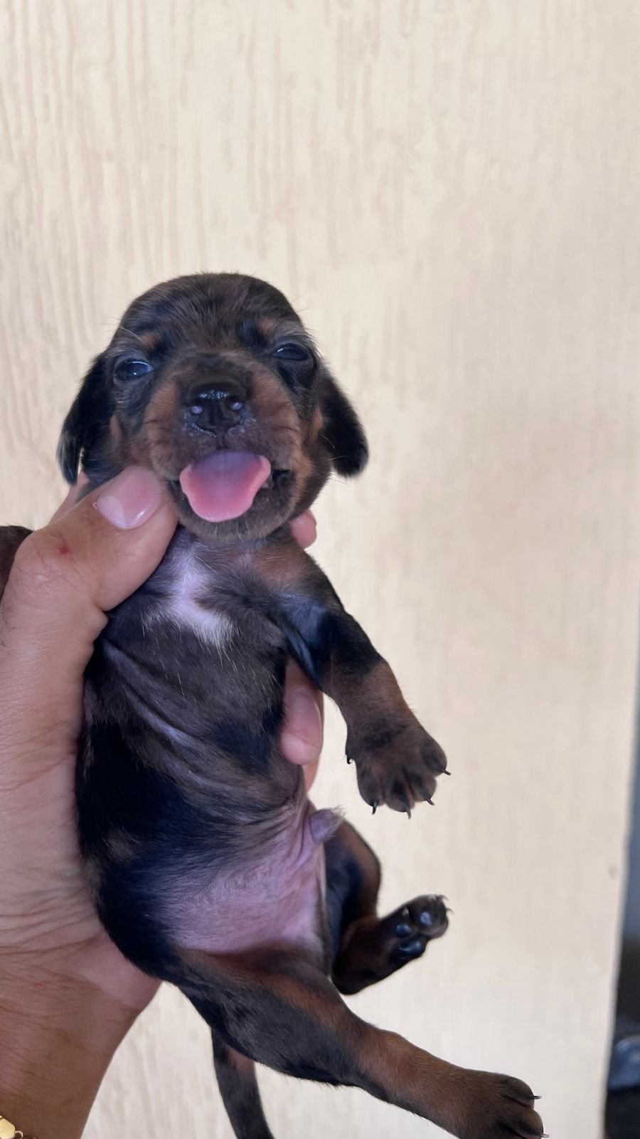 Filhotes de Salchicha daschund - Foto 2