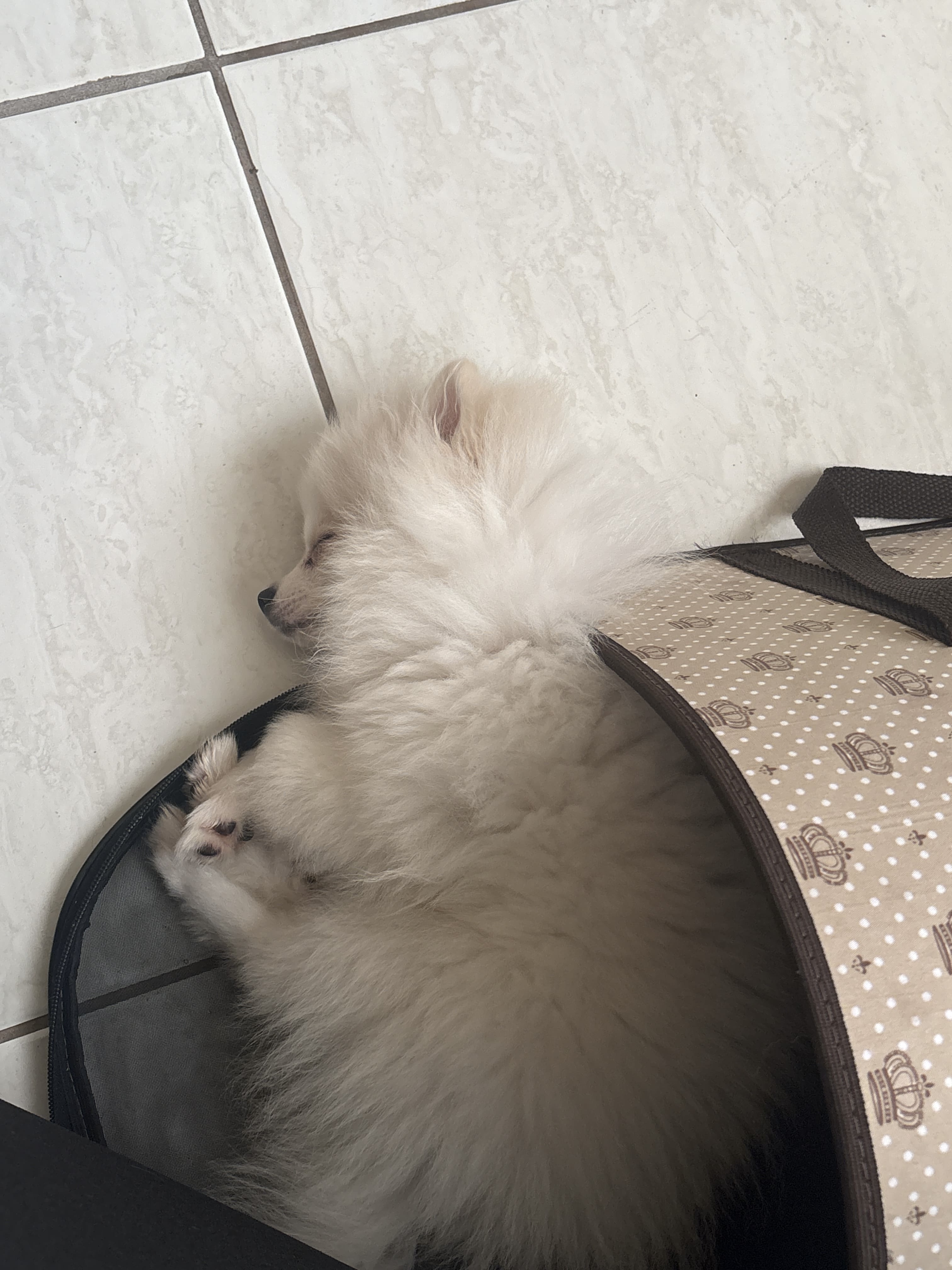 Filhote de Lulu da Pomerania (Spitz Alemão) - Foto 3