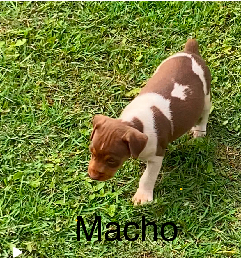 Portal Vendocão Fox paulistinha Uberaba