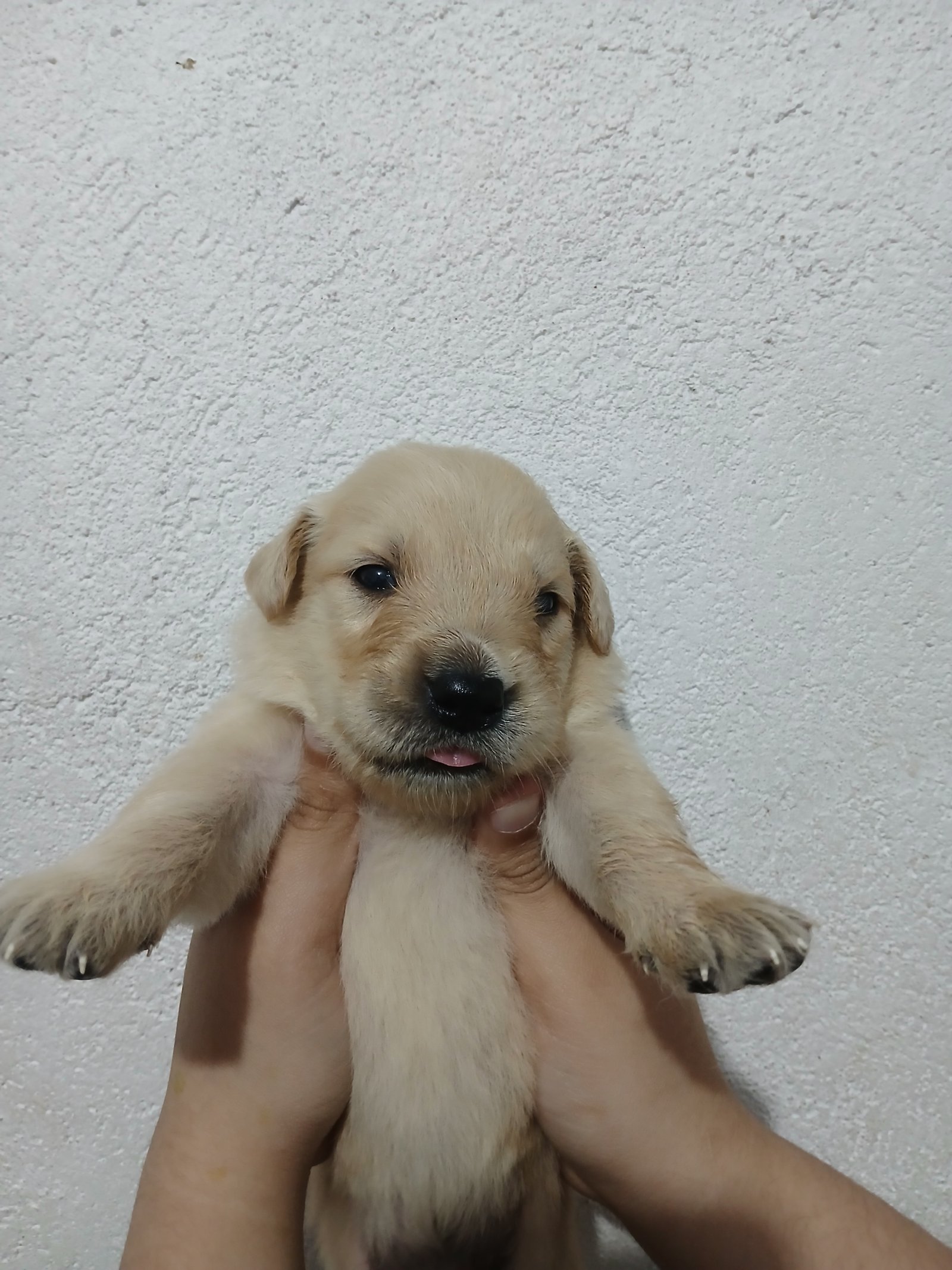 Filhotes de Golden  - Foto 2
