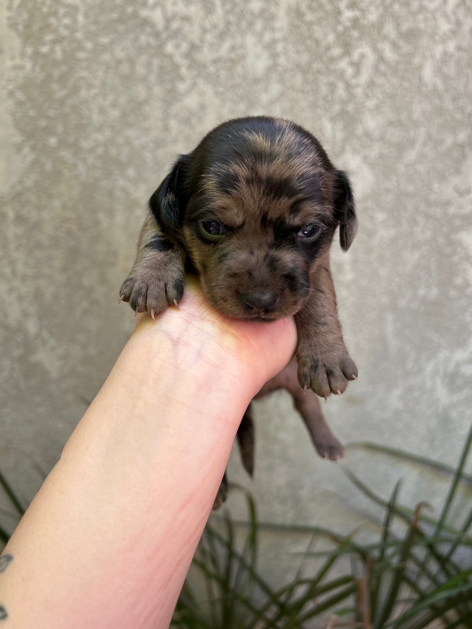 Dachshund alerquim 