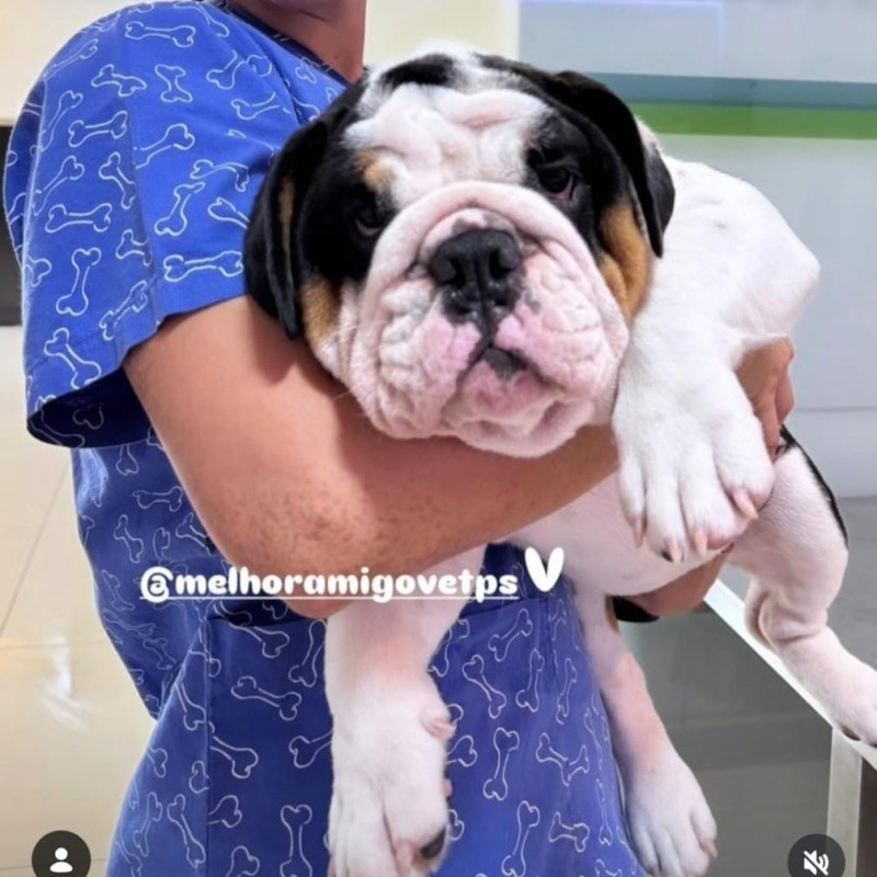 LINDOS FILHOTES DE BULLDOG INGLÊS