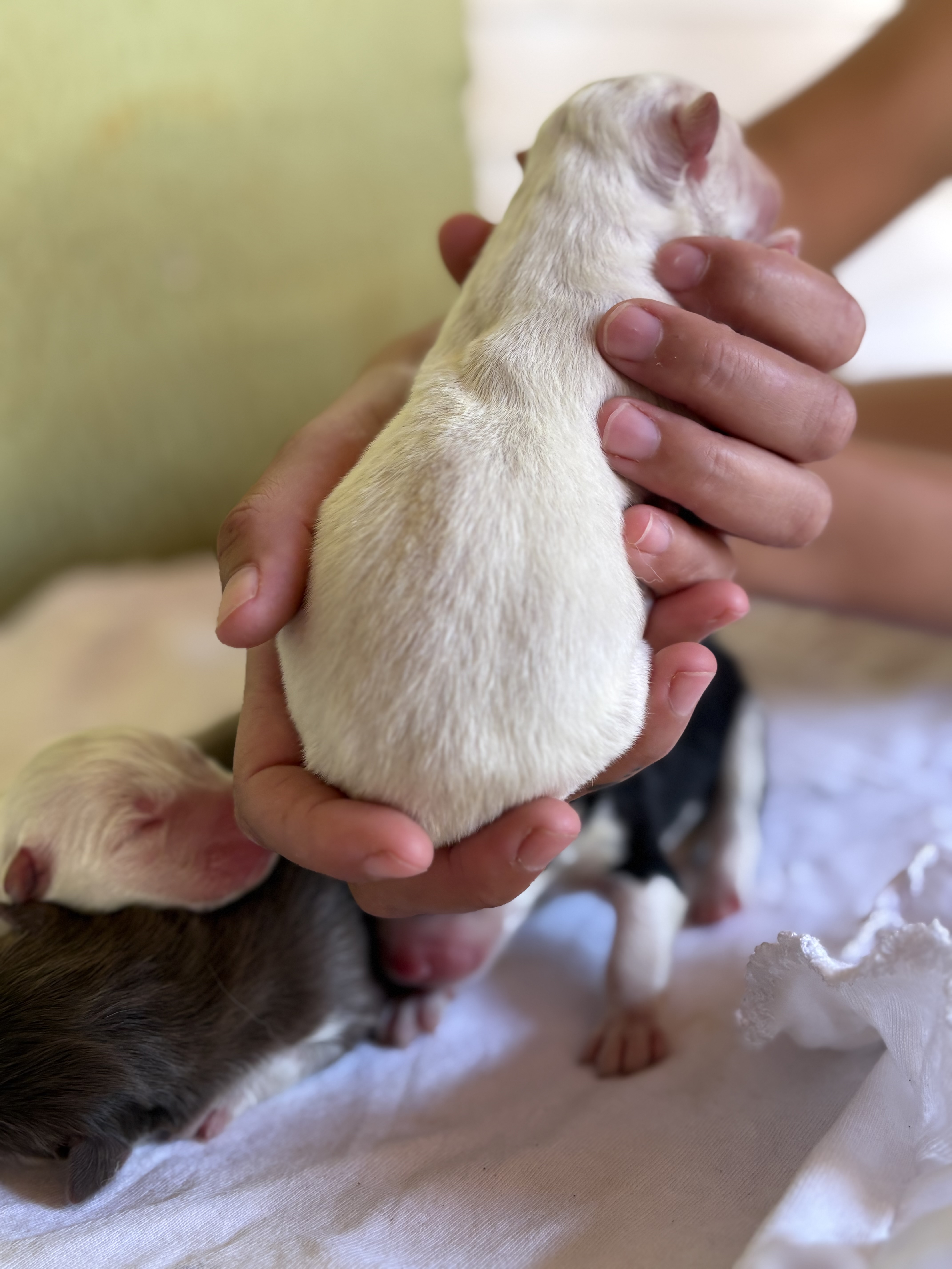 Filhotes de husky siberiano - canil Arcádia kennel - Foto 4