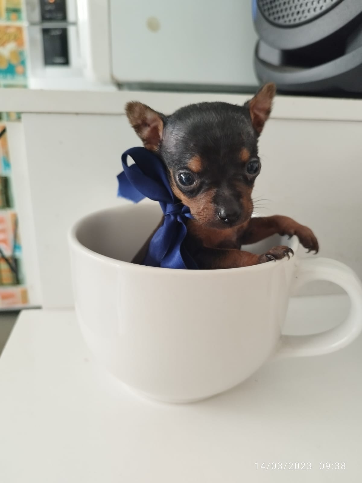 Portal Vendocão Filhotes de pinscher  Maceió 