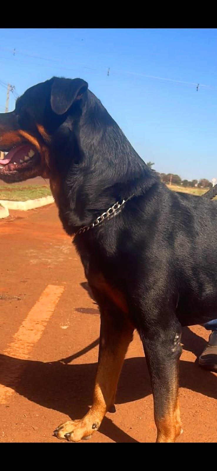 Filhotes Rotweiler; Excelente Lonhagem - Foto 4