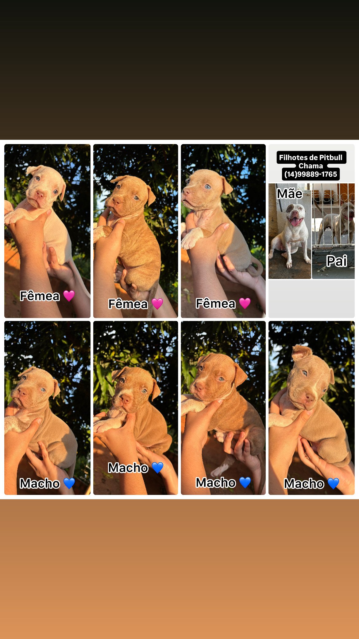 Filhotes de pitbull 