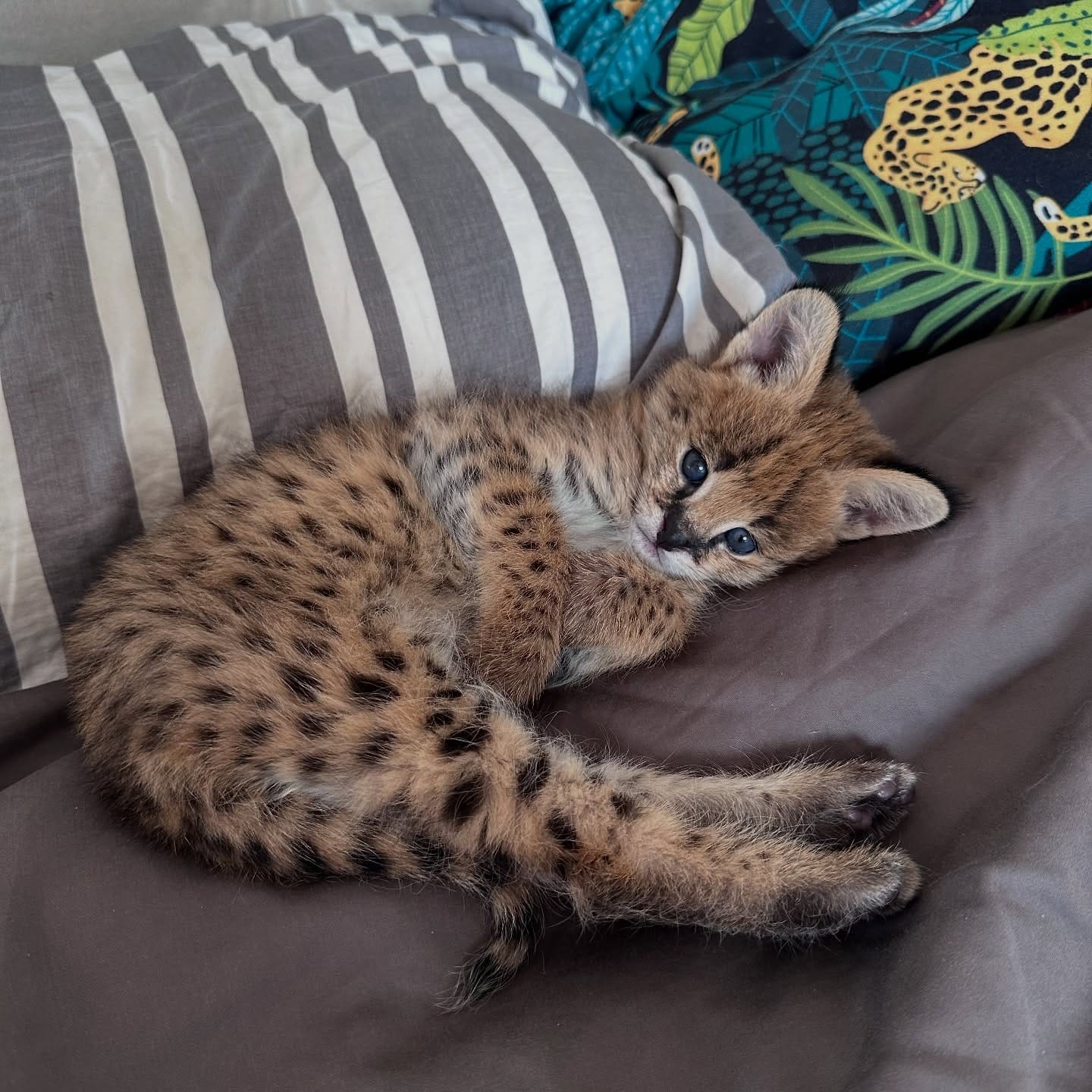 Portal Vendocão Serval excepcional: a elegância da savana em sua casa. santos