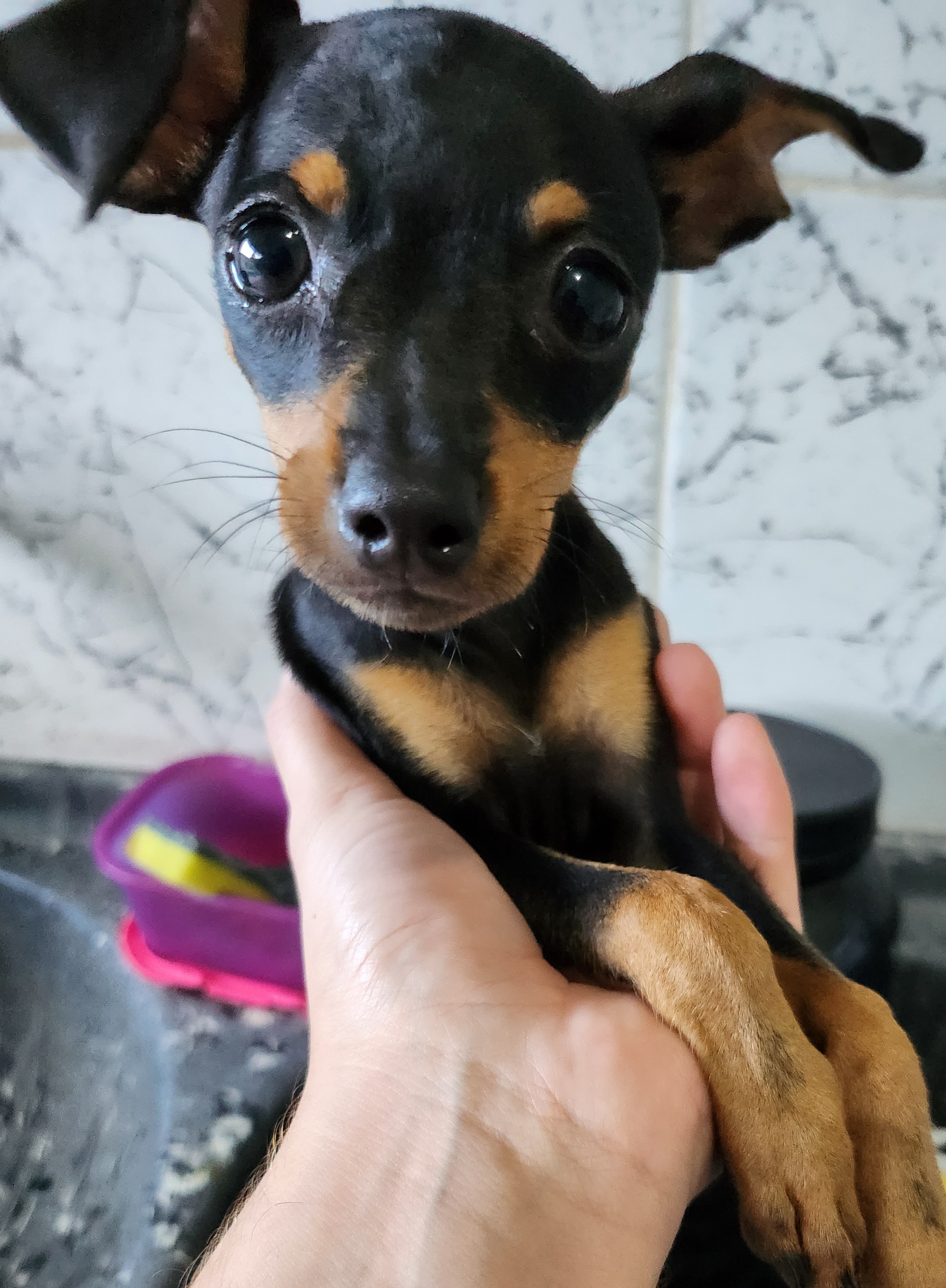 Portal Vendocão Pinscher Puro n 1 Macapá