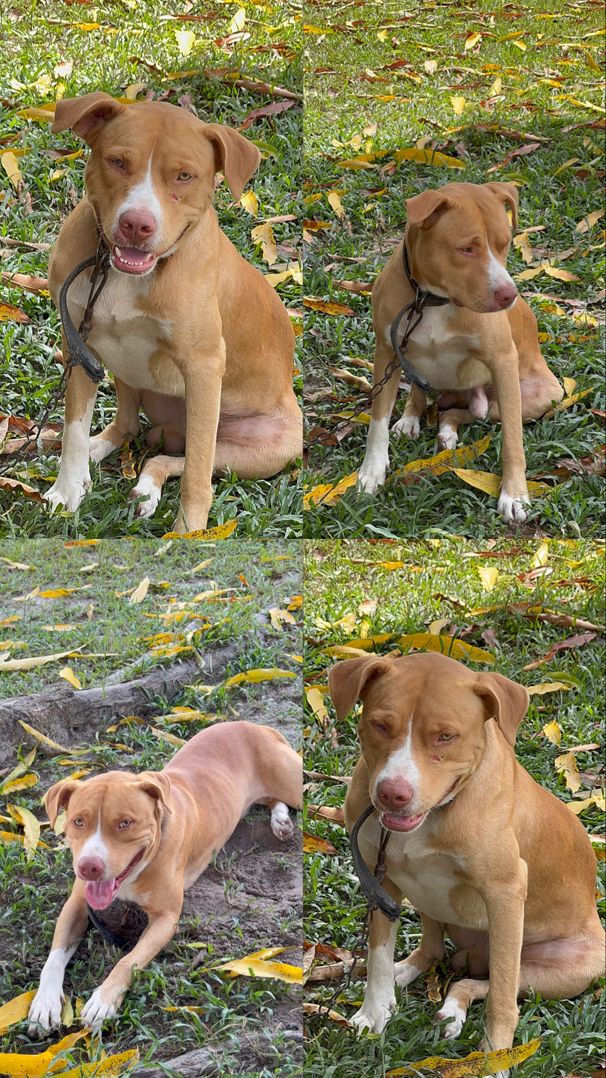 Portal Vendocão Filhotes de Pitbull  Paragominas 
