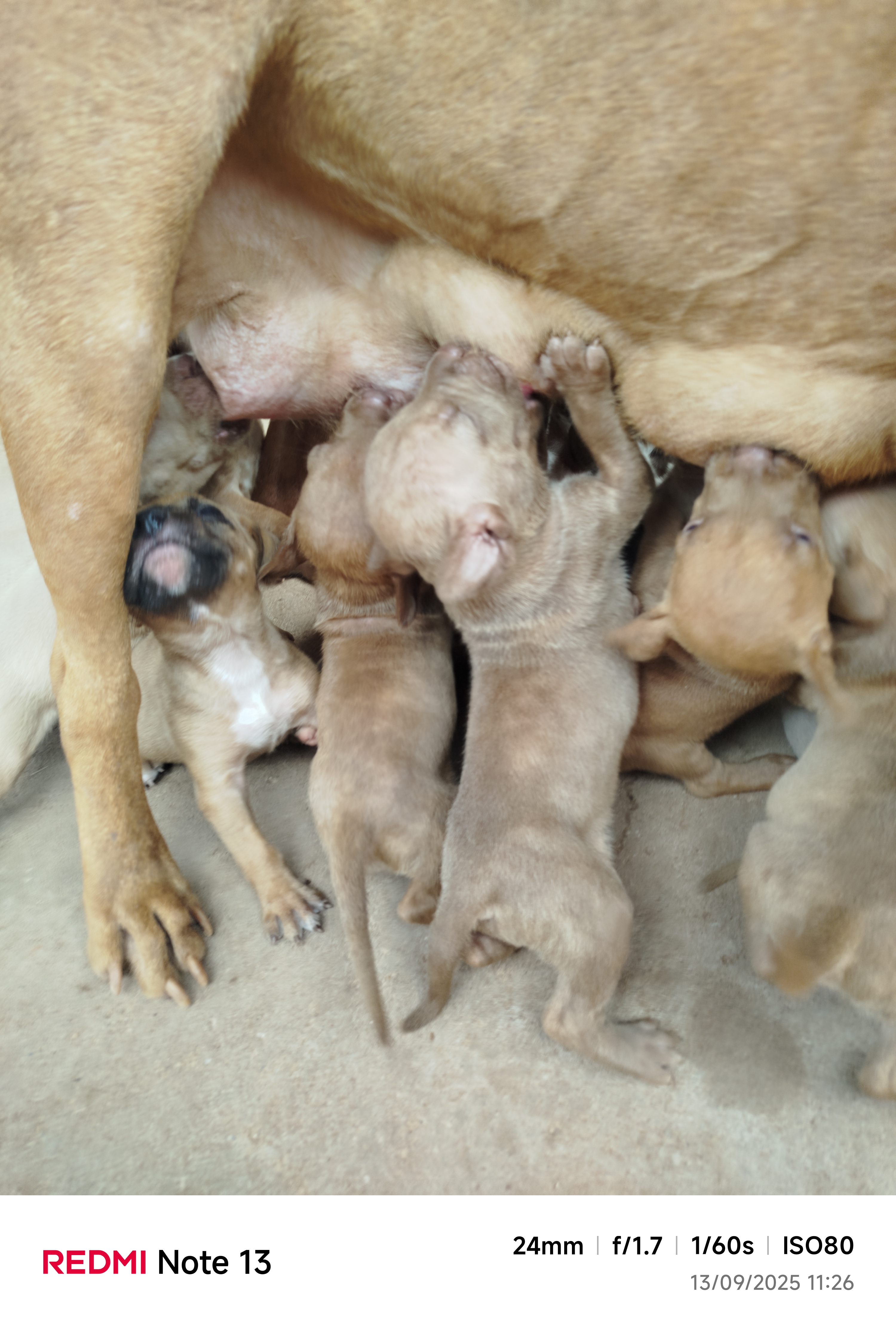 Portal Vendocão Filhotes Pitbulls  Colinas do Tocantins