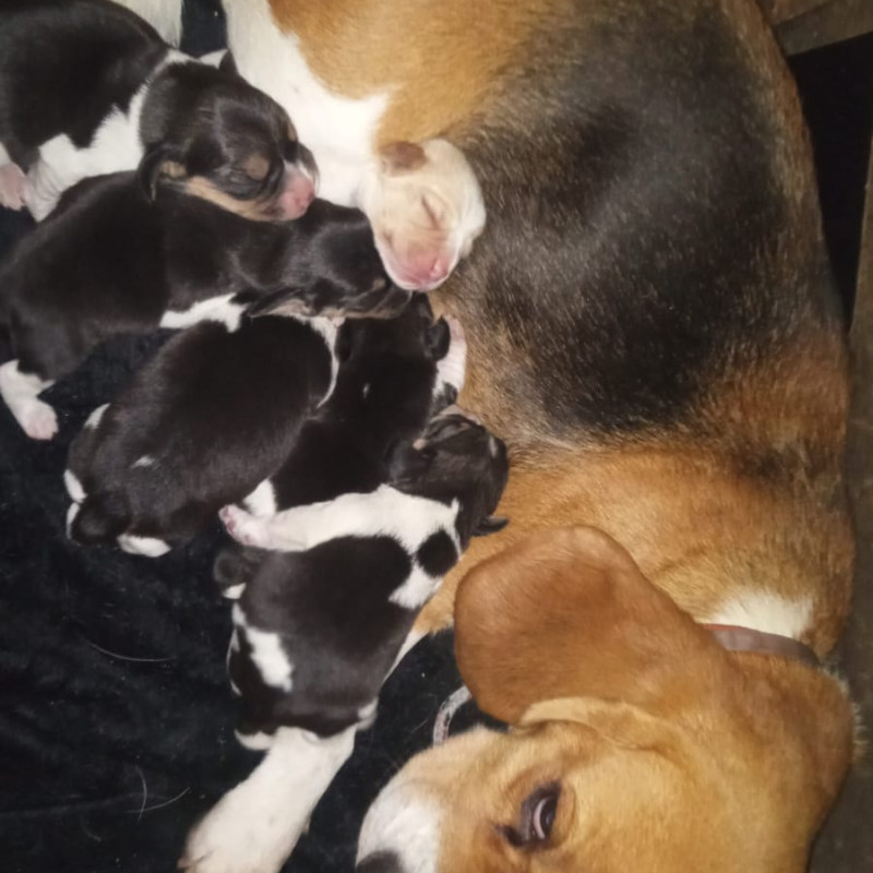 Lindos filhotes de beagles
