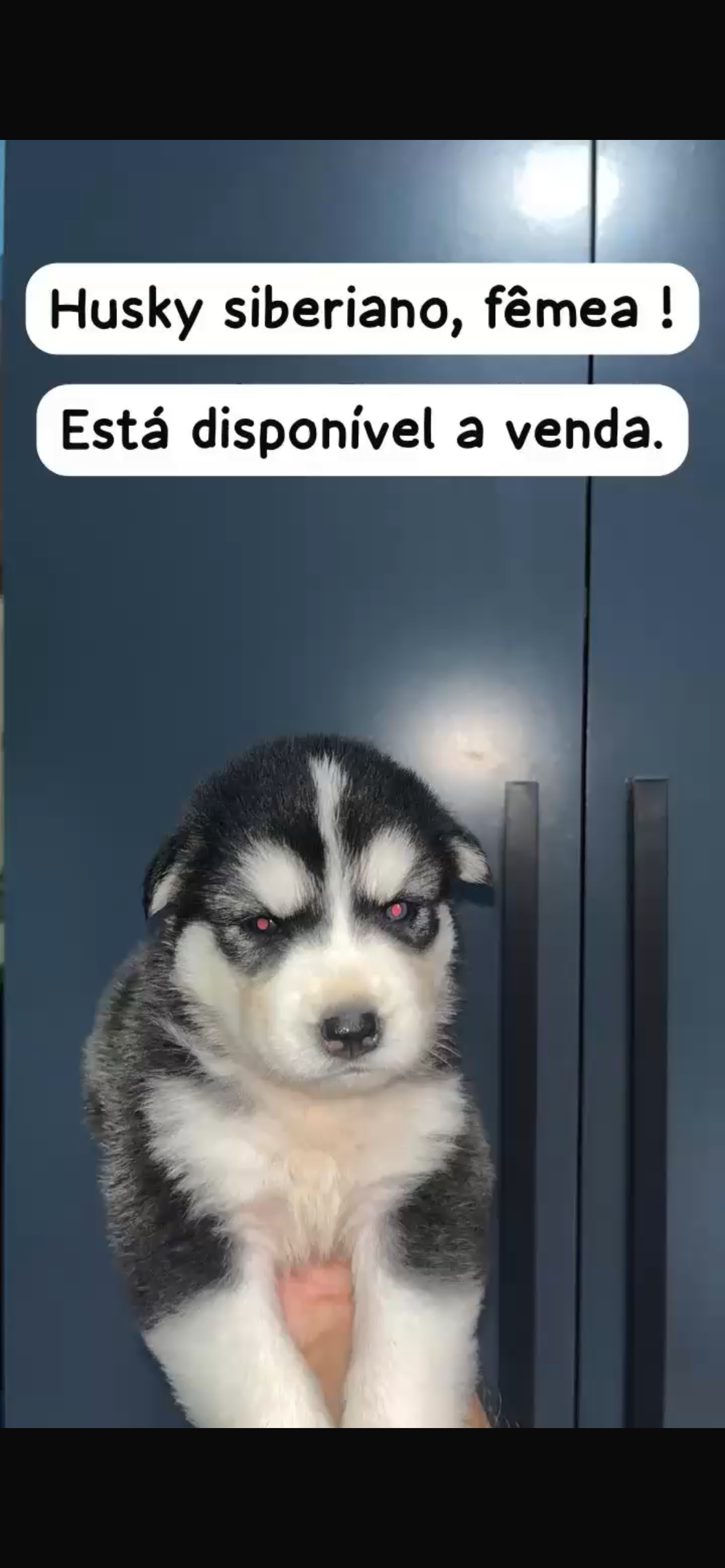 Husky siberiano  - Foto 2