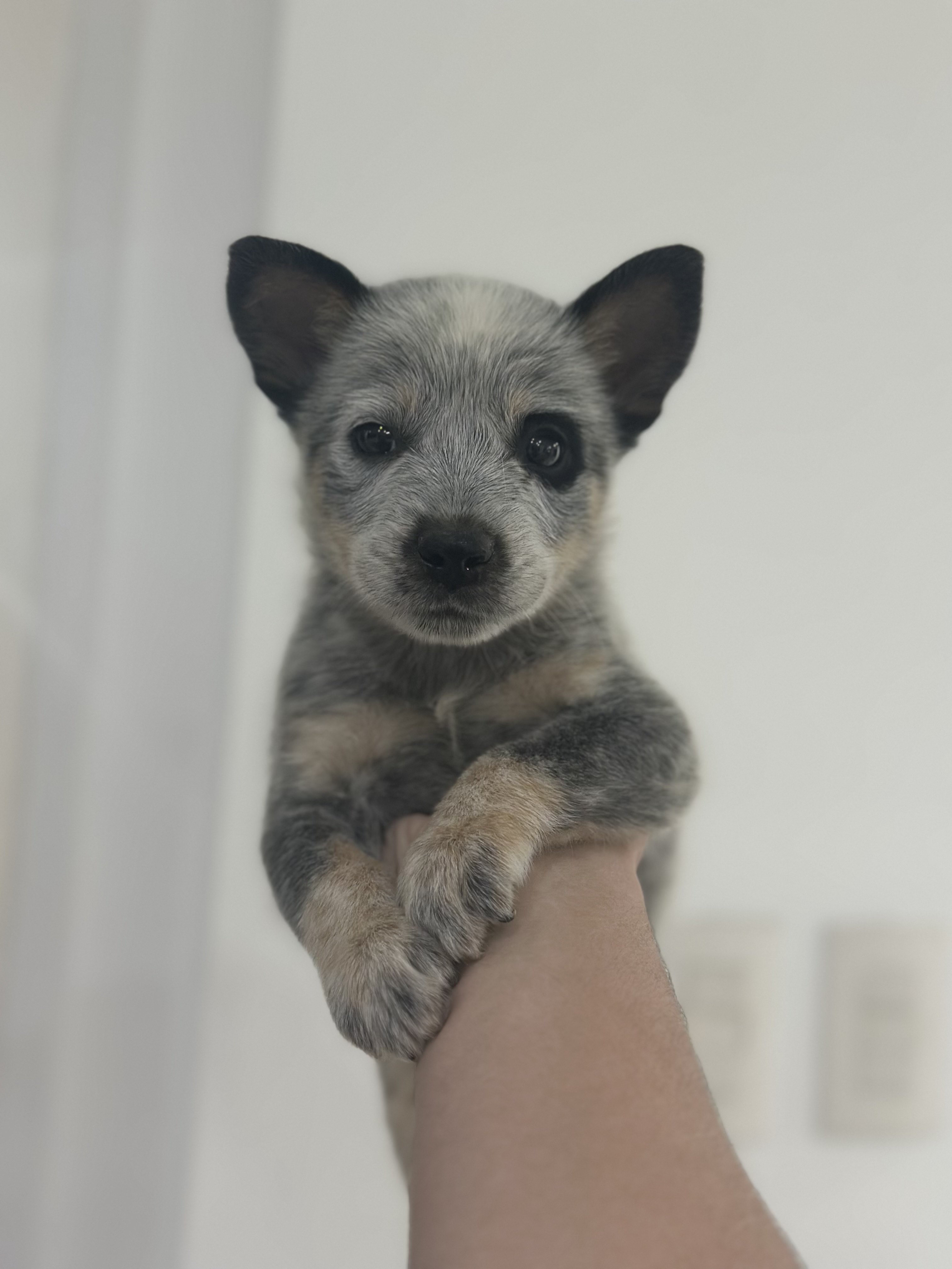 Portal Vendocão Vendo filhotes de Blue Heeler e Red Heeler Araruama