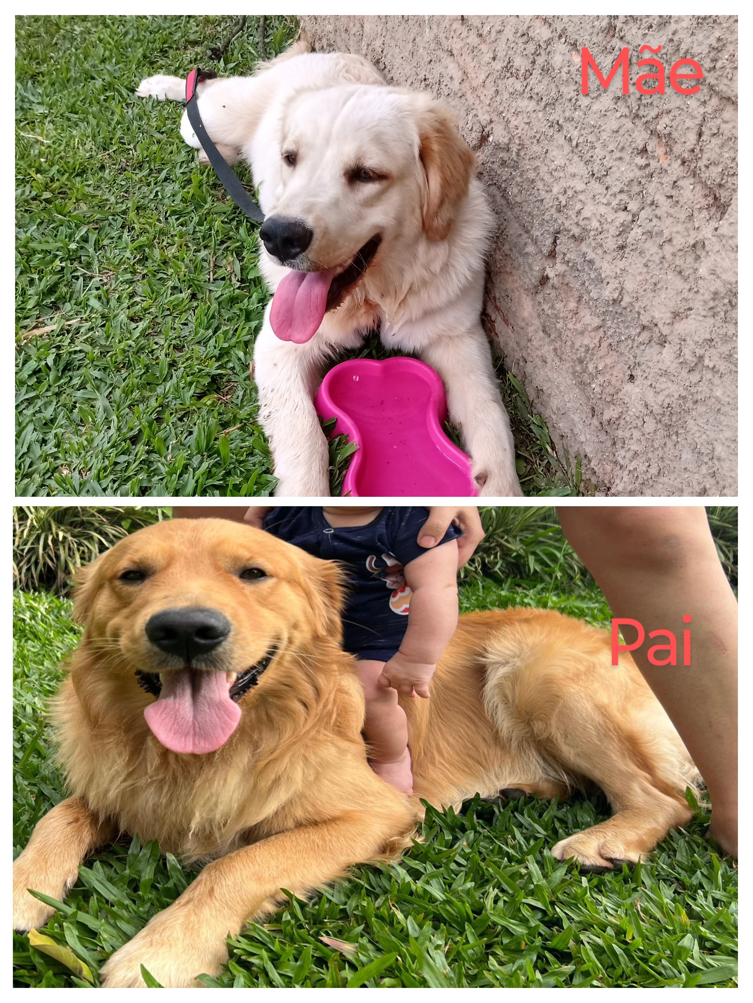 Portal Vendocão Venda de filhotes Golden Retriever  Campo Largo