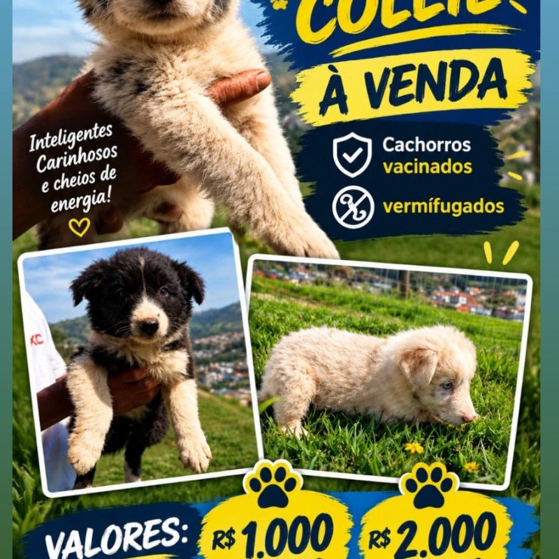 🐶 FILHOTES DE BORDER COLLIE — RAÇA PURA! 🐾❤️  Procurando um companheiro inteligente, carinhoso e cheio de energia? Conheça nossos lindos filhotes de Border Collie de raça pura! 🐕✨  ✅ Filhotes de raça pura ❤️ Carinhosos, inteligentes e companheiros 💳 Parcelamos no cartão em até 12x sem juros! 🚚 Entre