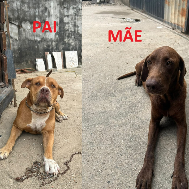 Filhotes de Labrador com PitBull - Foto 5