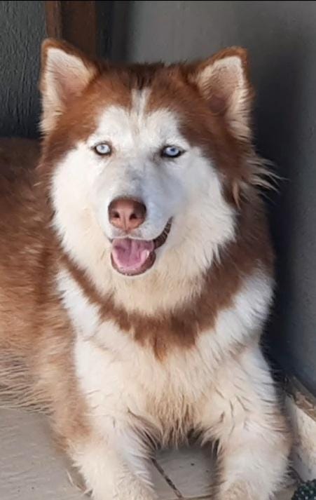 Husky Siberiano - Foto 1