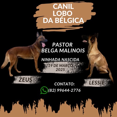 Portal Vendocão Vendo Filhote de Pastor Belga Malinois Arapiraca 