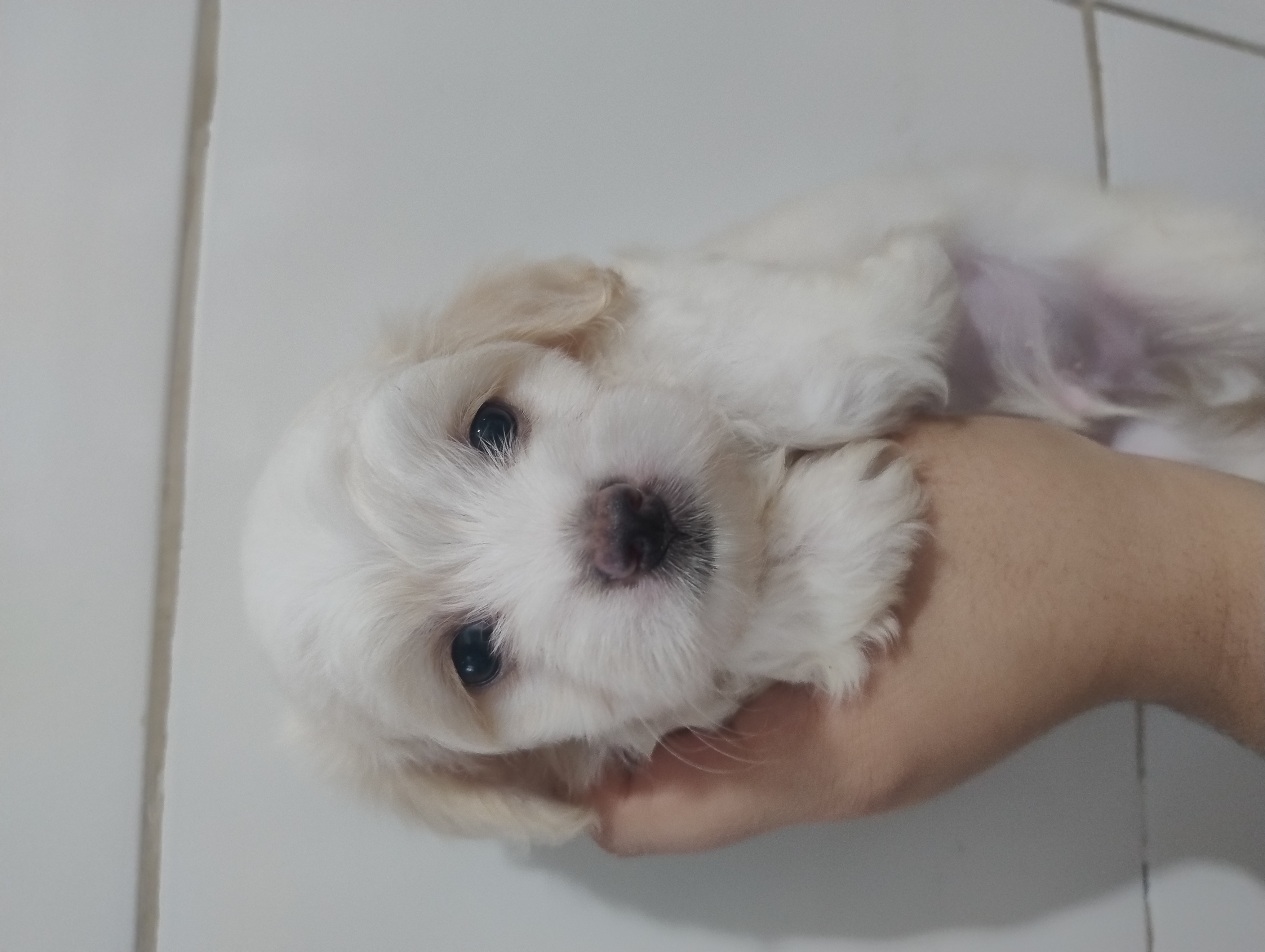 Portal Vendocão Filhotes de Maltês  Porto Alegre 