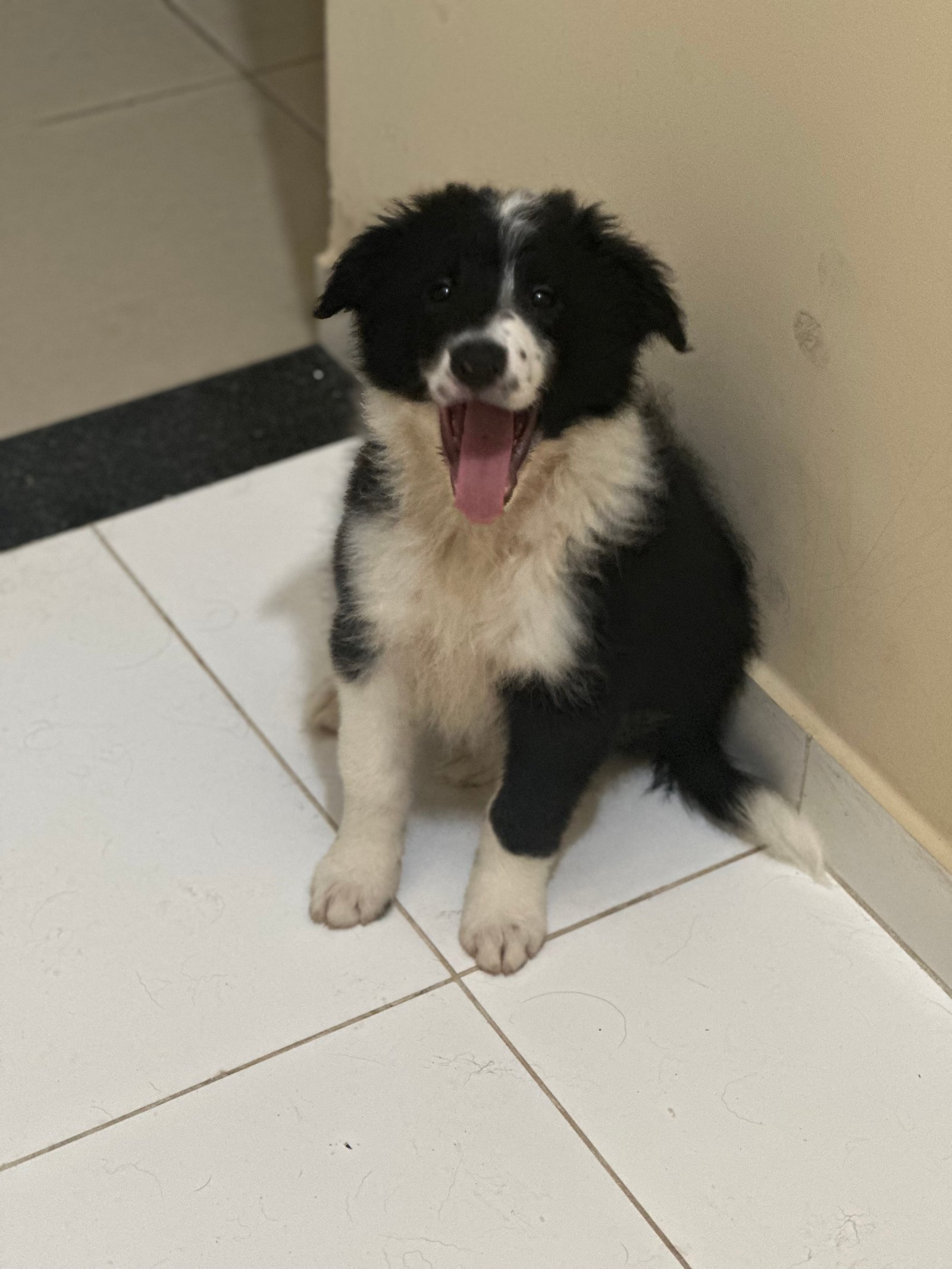 Filhotes de Boder collie  - Foto 2