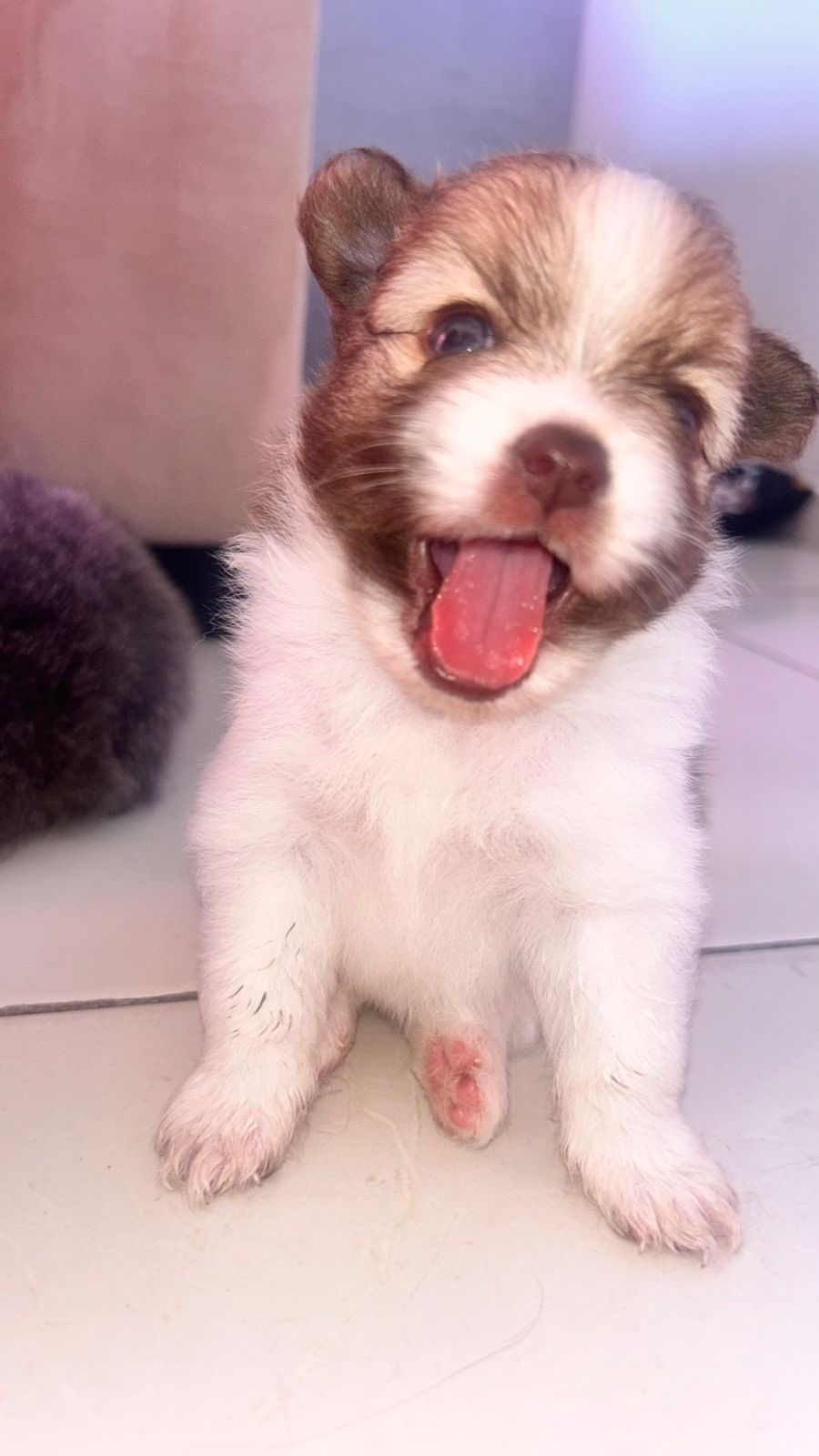 Filhotes de Spitz alemão macho!!! - Foto 1