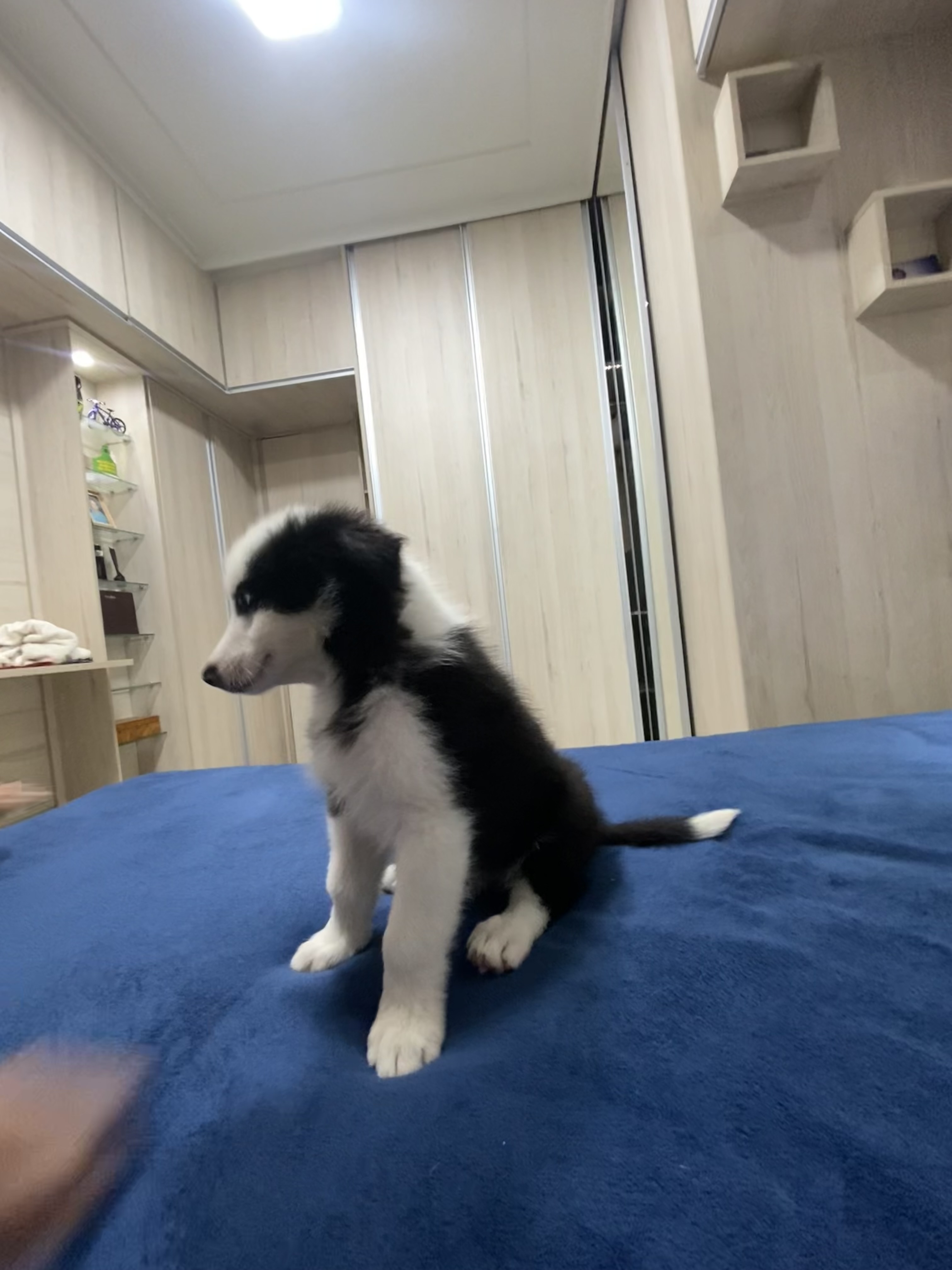filhotes de Border Collie - Foto 1