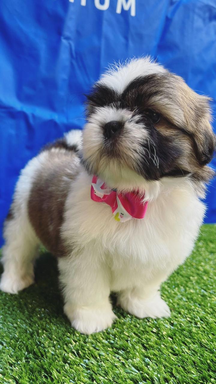 Portal Vendocão VENDE-SE FILHOTE DE SHIH TZU  BELO HORIZONTE