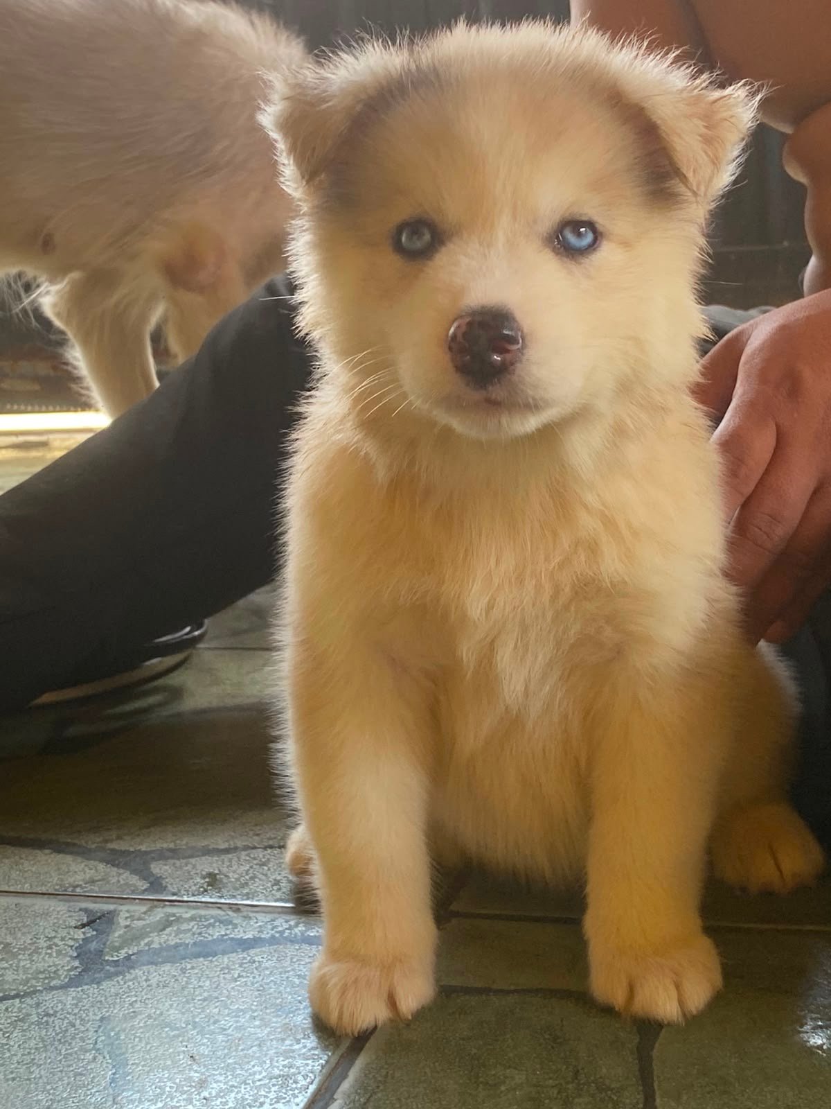 🐾✨ FILHOTES DE HUSKY SIBERIANO DISPONÍVEIS! ✨🐾 - Foto 1