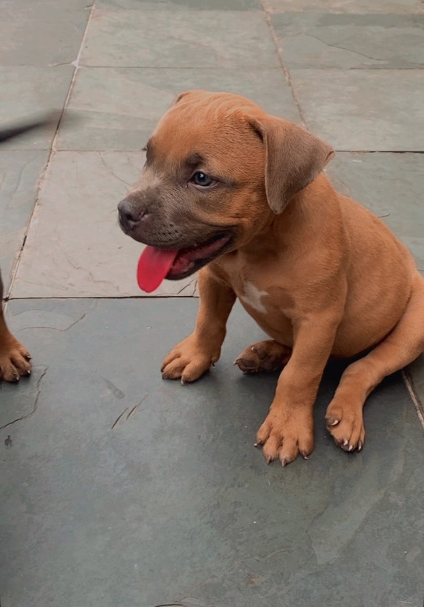 Portal Vendocão American Bully  Duque de Caxias 