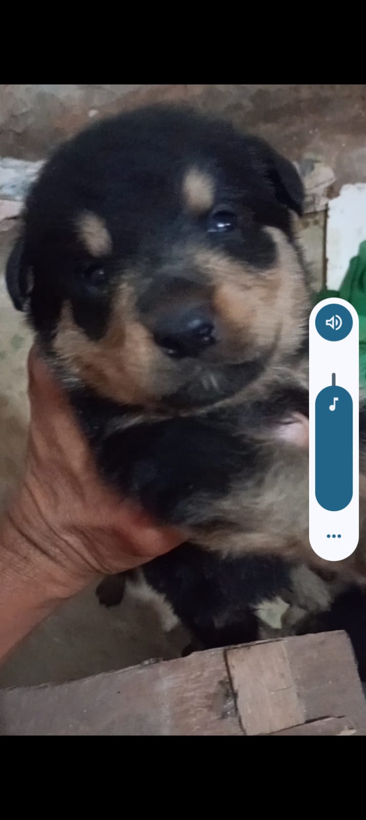 Portal Vendocão Filhote de Rottweiler 