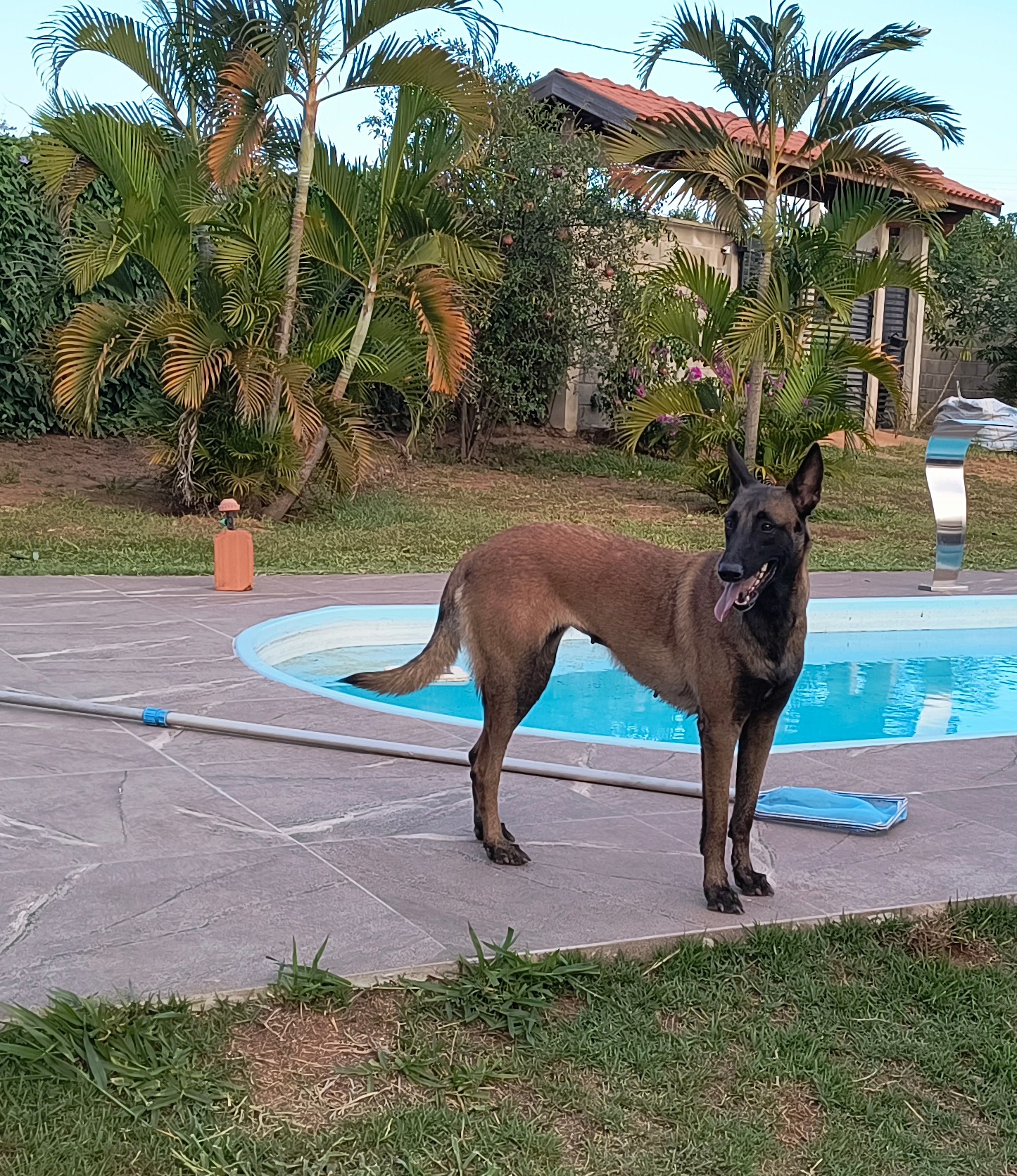 Portal Vendocão Pastor belga malinois  Piratininga