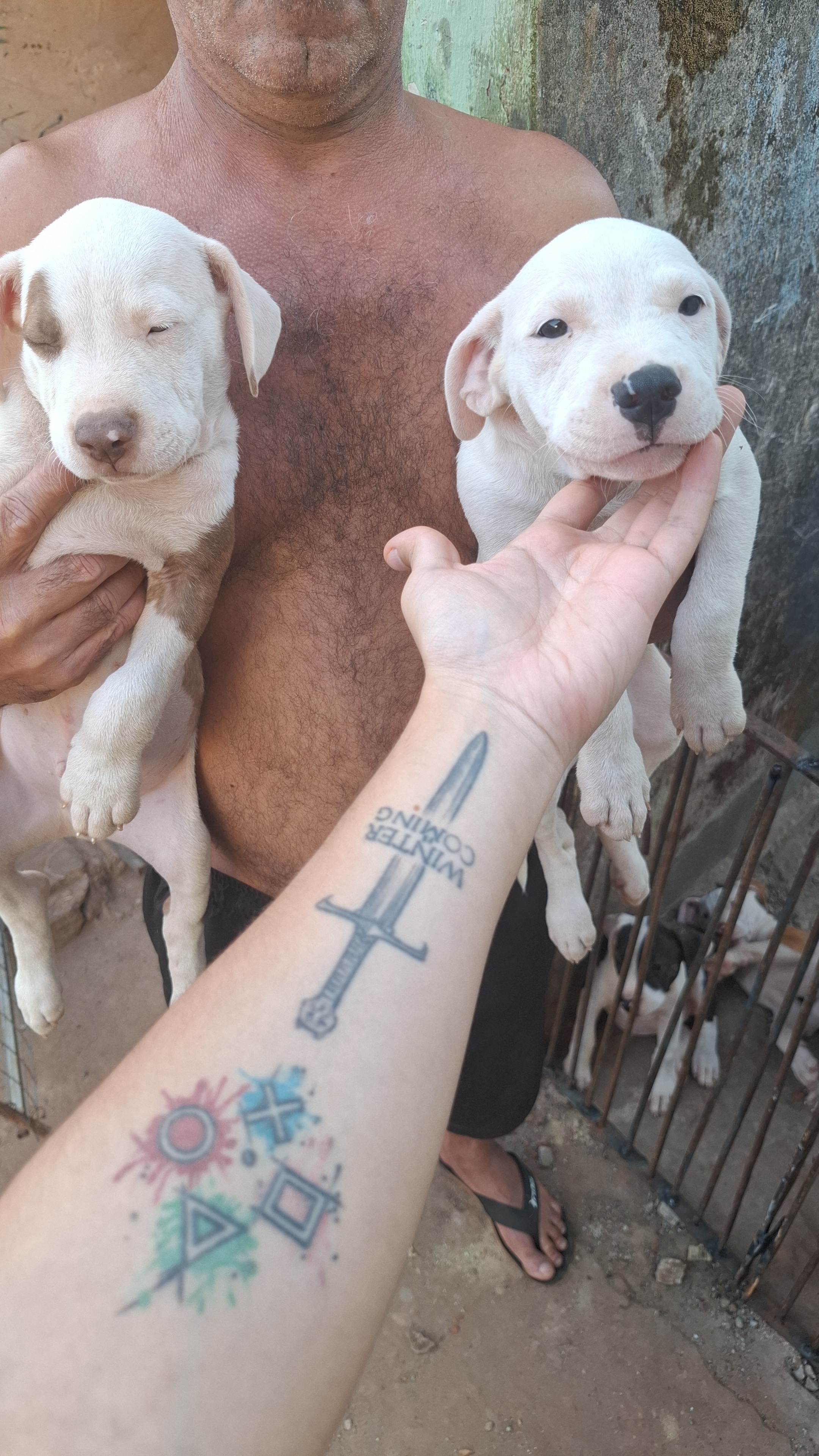 FILHOTES DE PITBULL - Foto 2