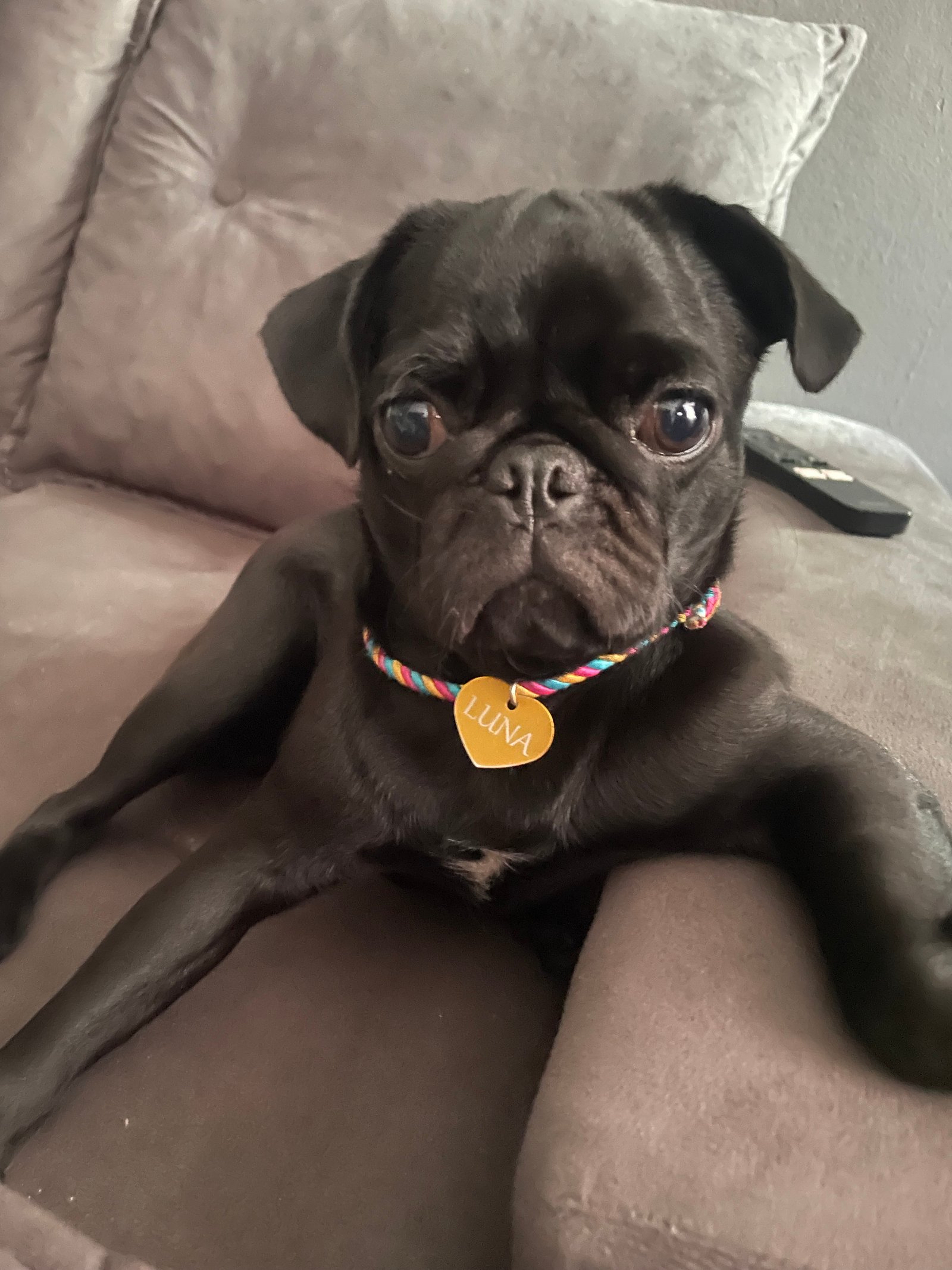 Pug Fêmea Vacinada 