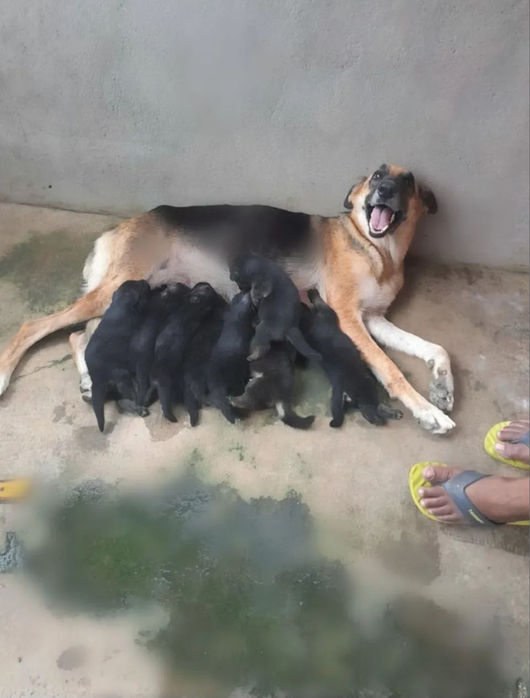Portal Vendocão Filhotes de pastor alemão Macapá