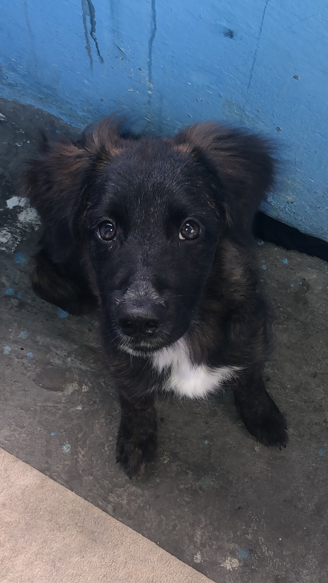 Portal Vendocão Vende- se uma filhote  Salvador 