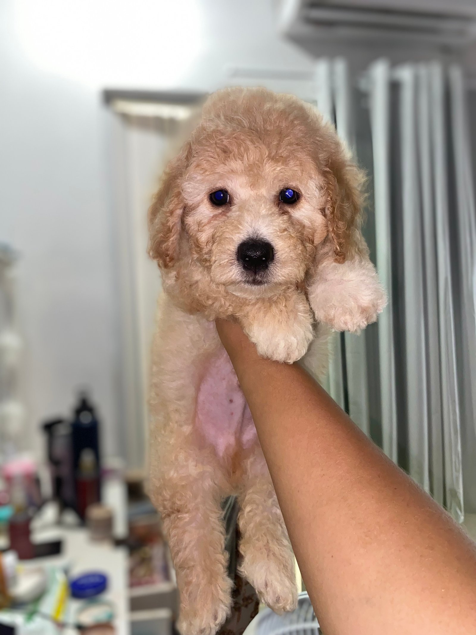 Poodle Toy  - Foto 1