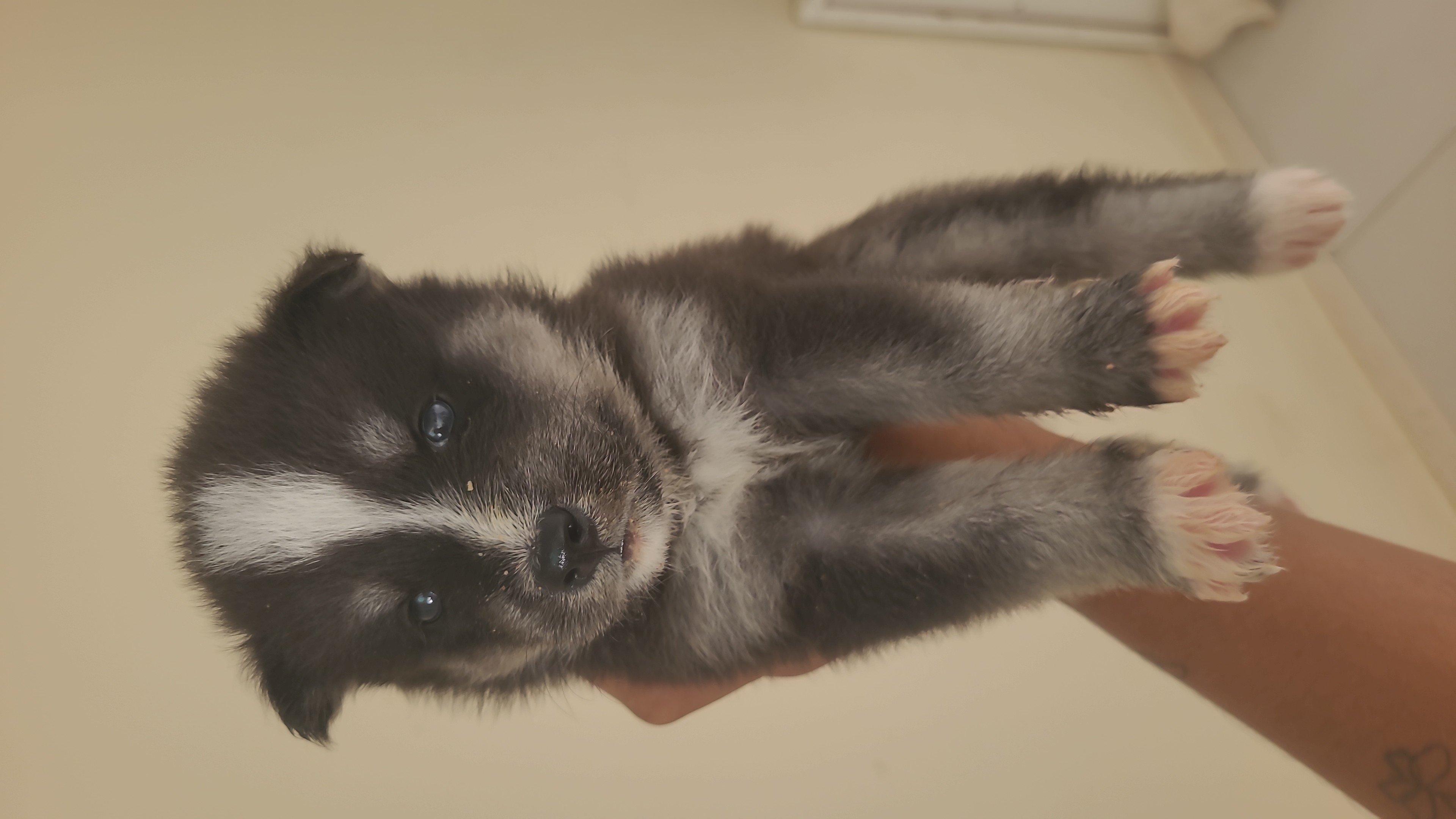 Portal Vendocão Filhotes husky siberiano São Cristóvão